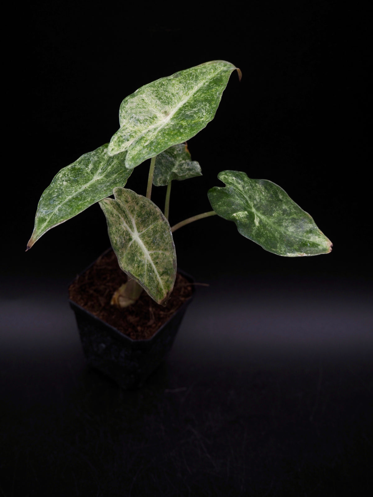 Alocasia Black Satun Stardust Variegata