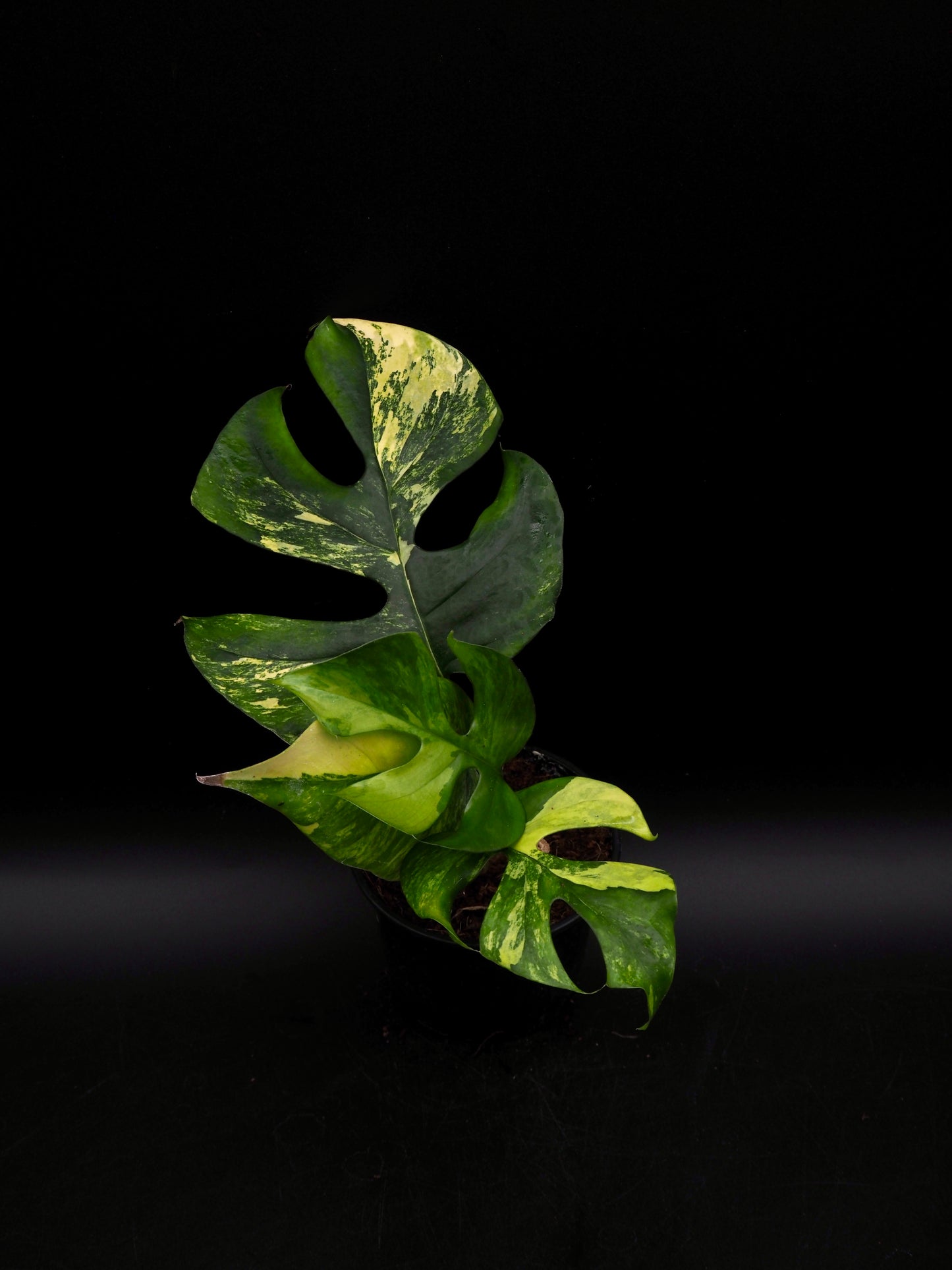 Rhaphidophora Tetrasperma Aurea Variegata