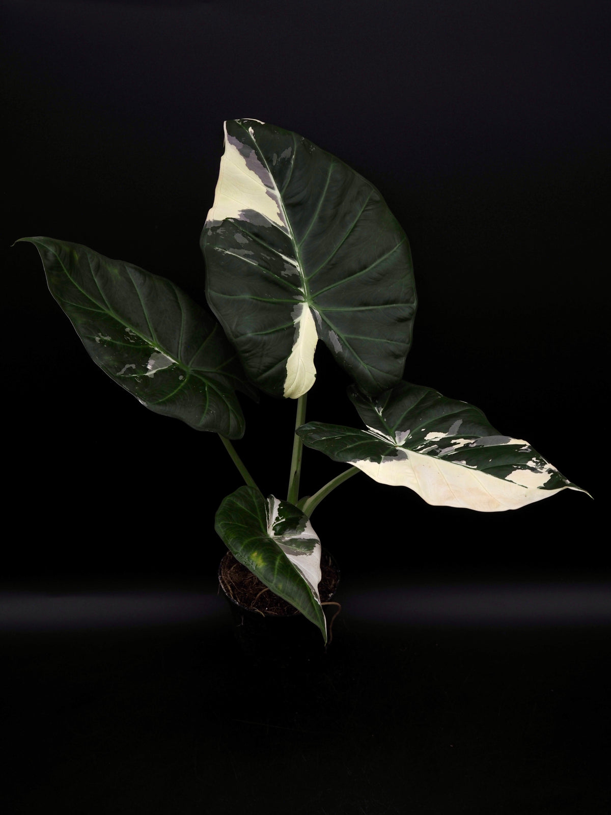 Alocasia Regal Shield Albo