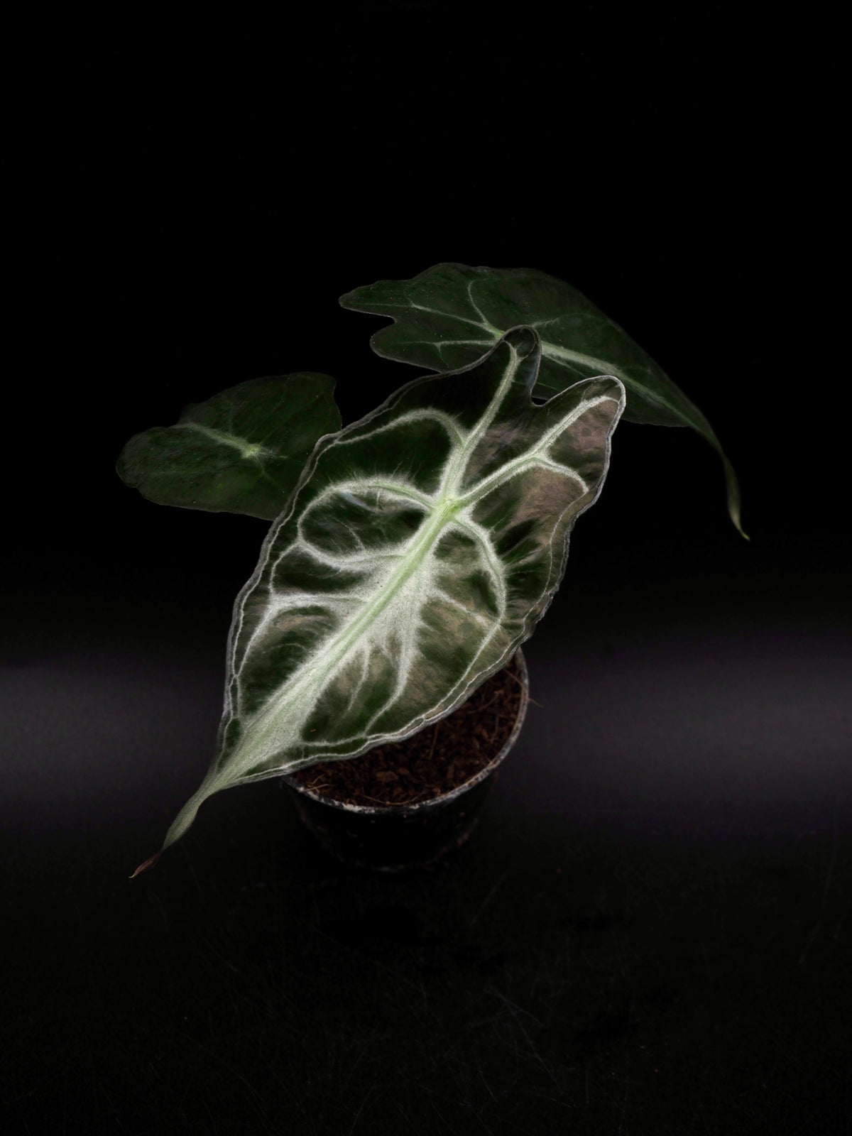 Alocasia Venom S