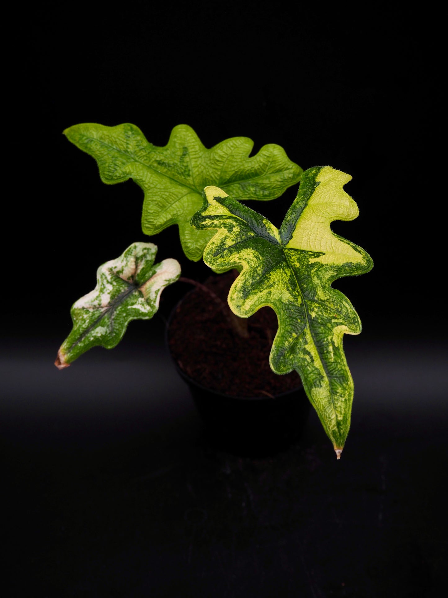 Alocasia Jacklyn Aurea Variegata