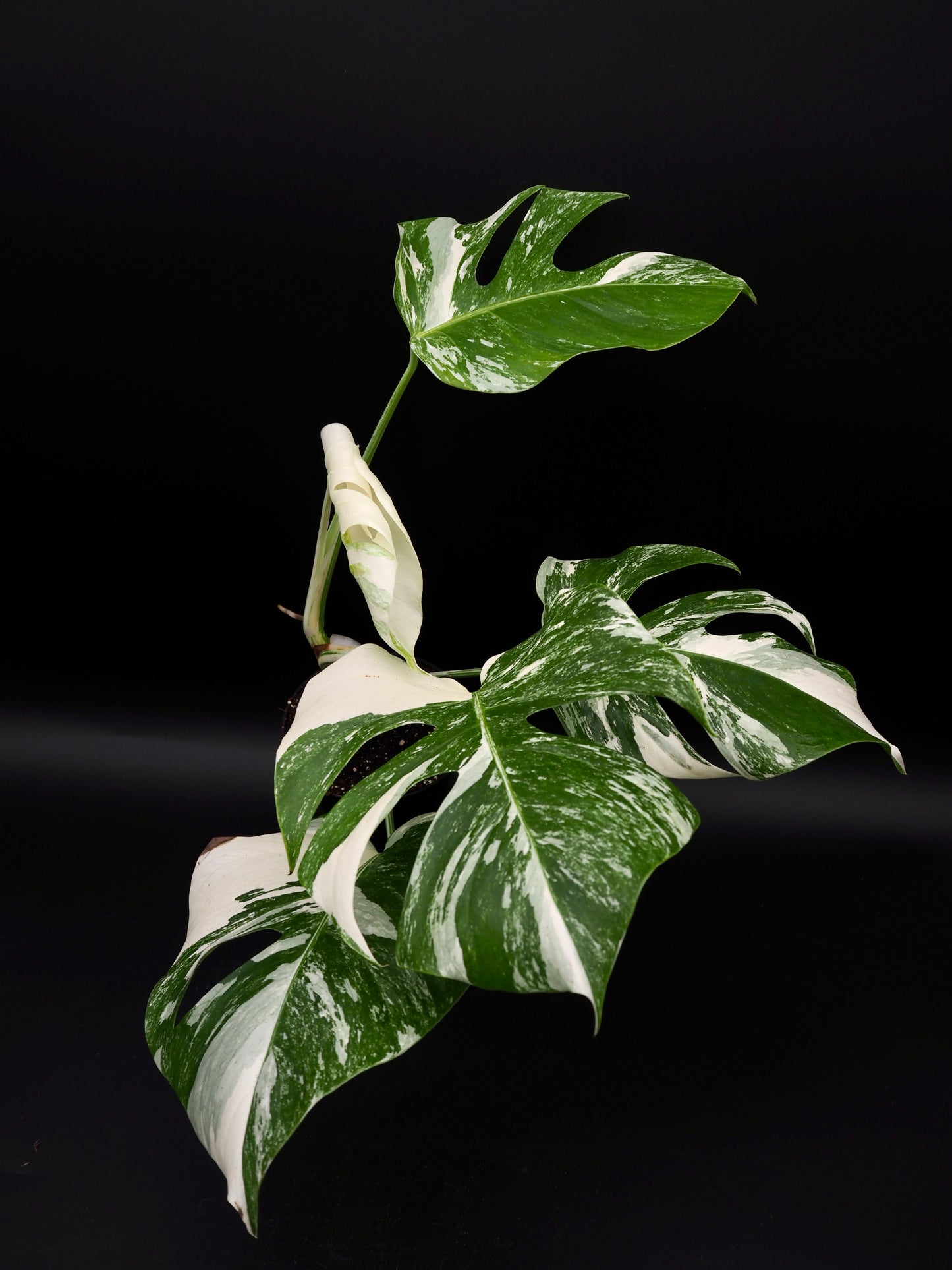 Monstera Borsigiana Albo Variegata