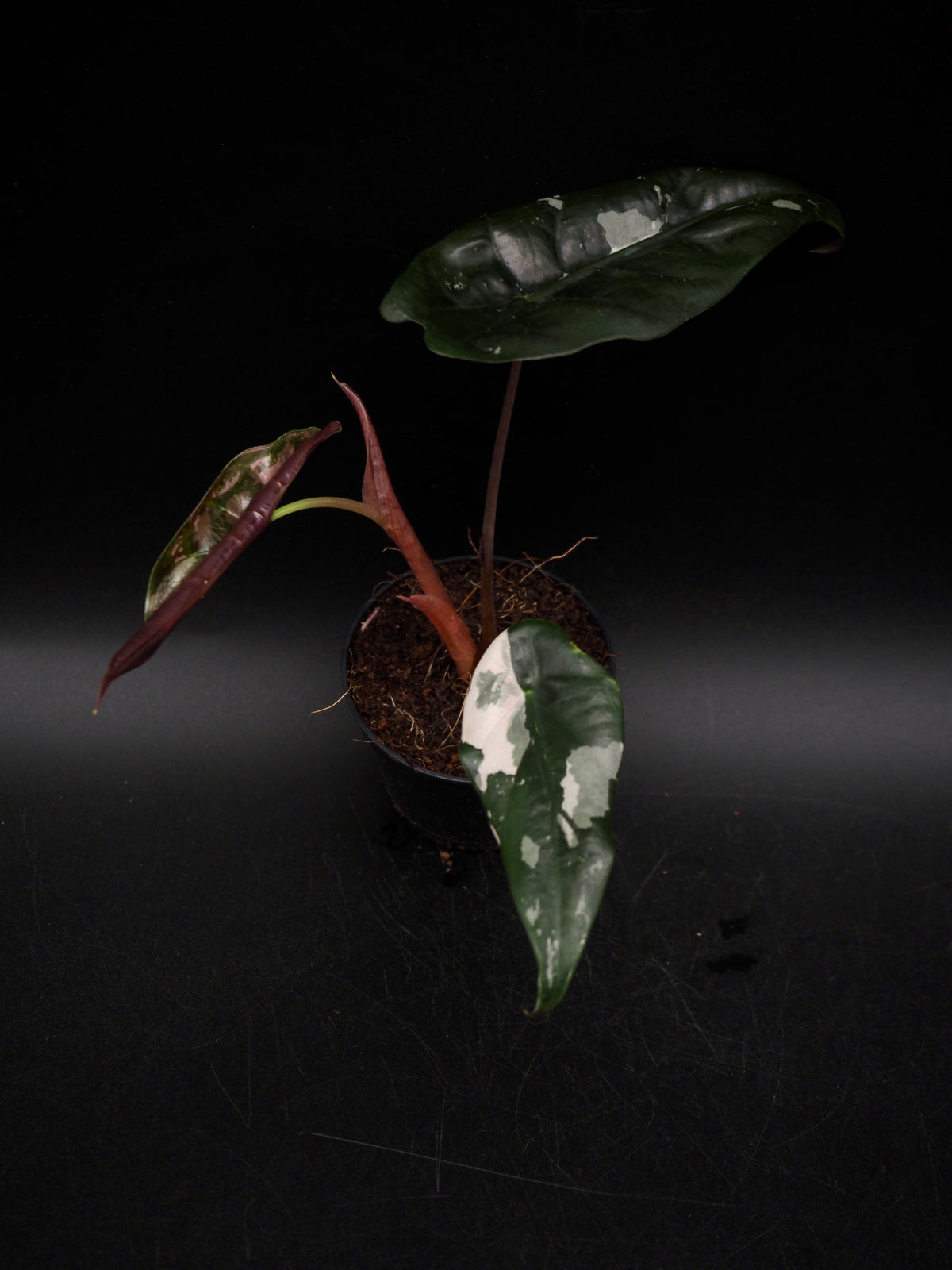 Alocasia Chantrieri Pink Variegata