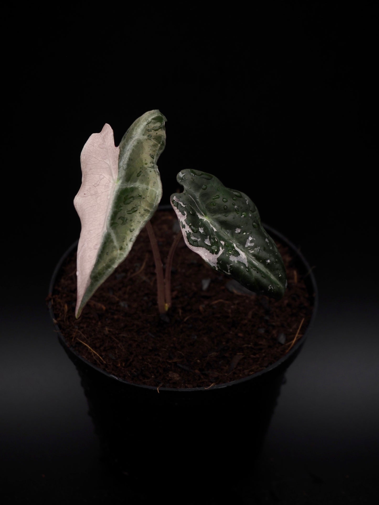 Alocasia Nobilis Pink