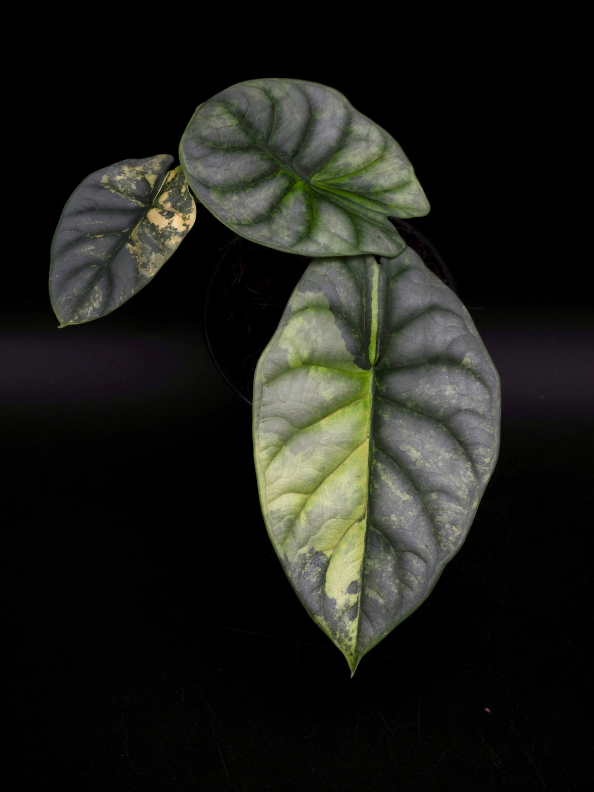 Alocasia Silver Dragon Aurea