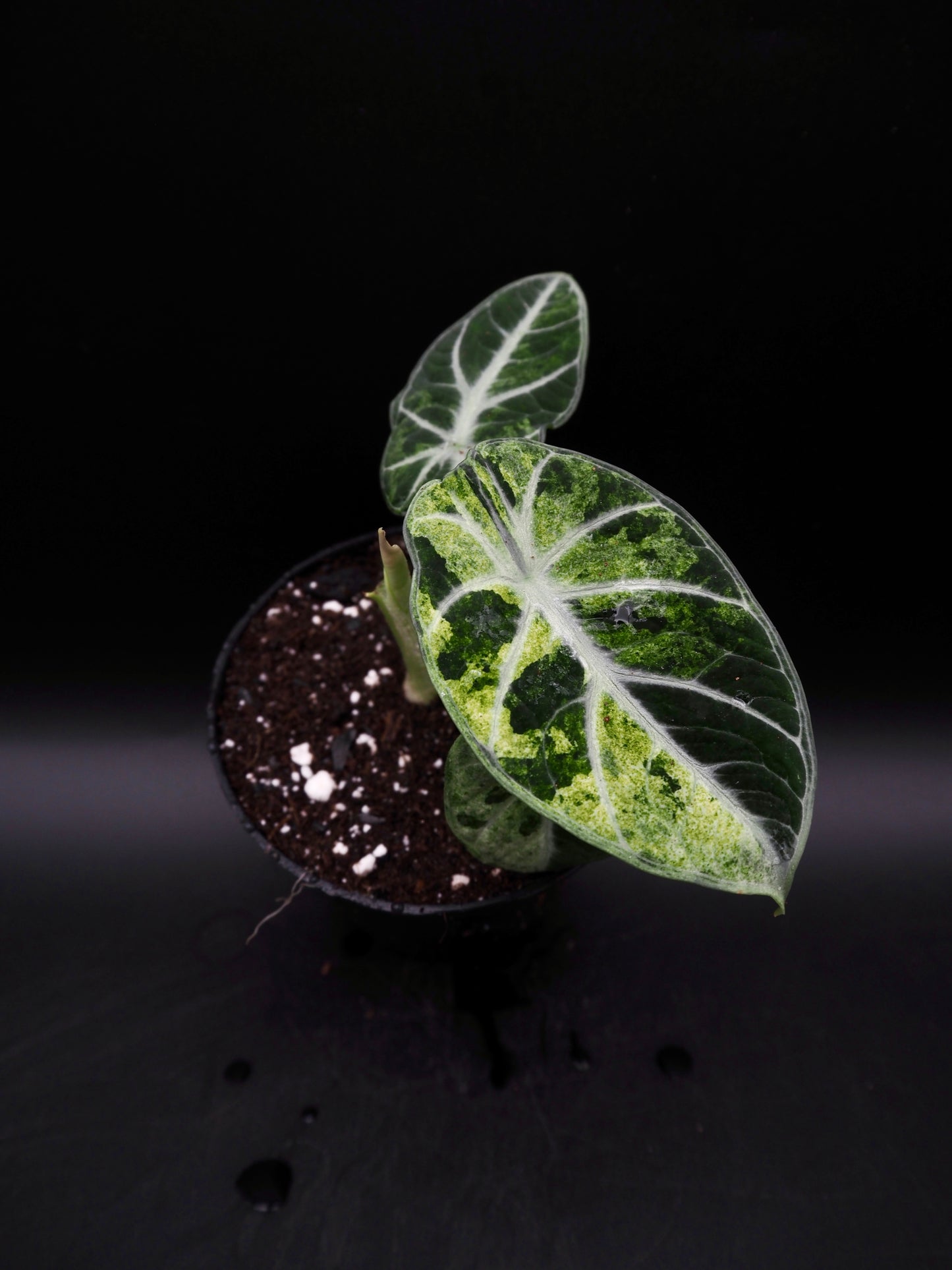 Alocasia Ninja Tricolor