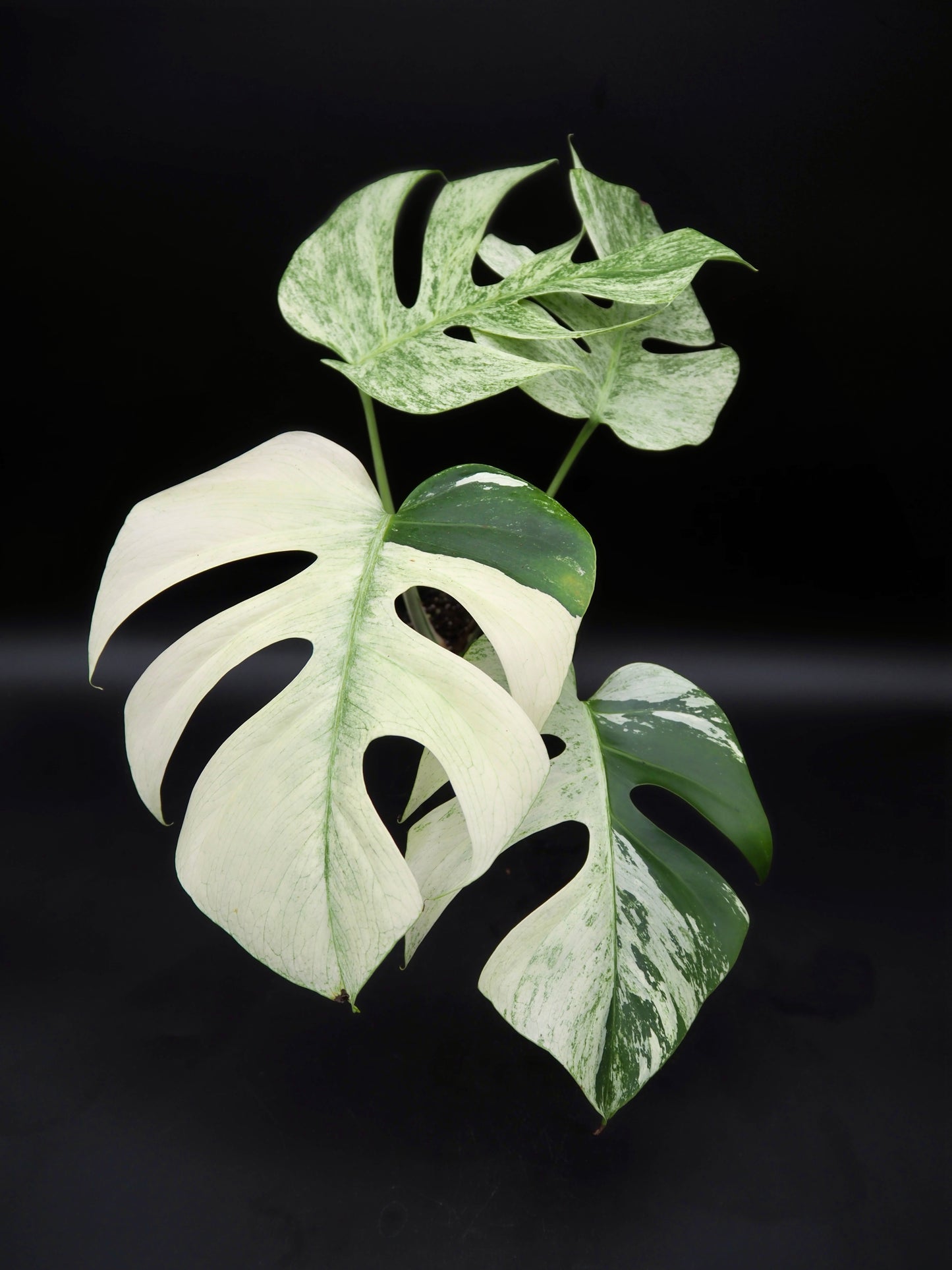 Monstera Deliciosa Jungle Menthe