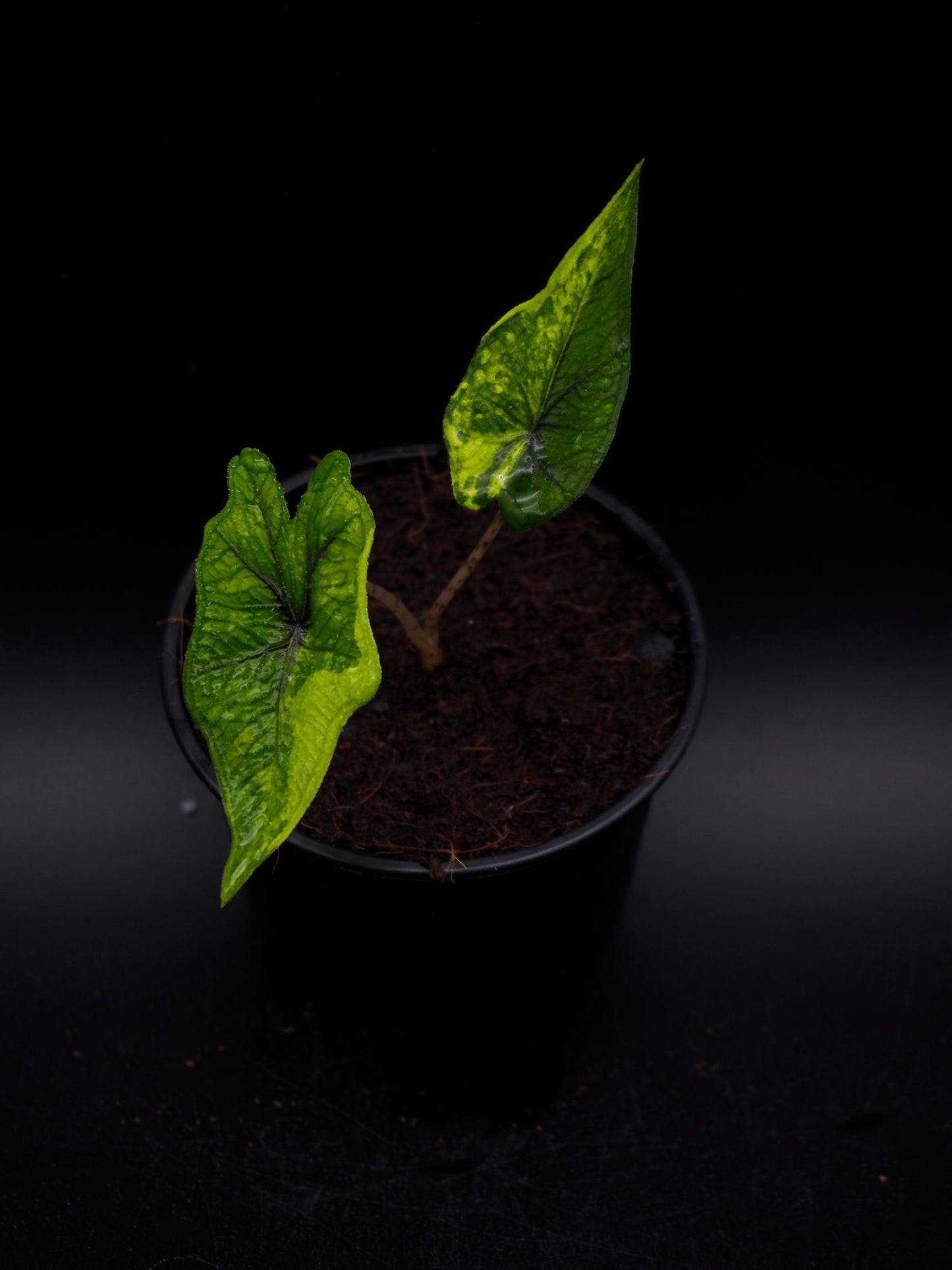 Alocasia Jacklyn Aurea Variegata