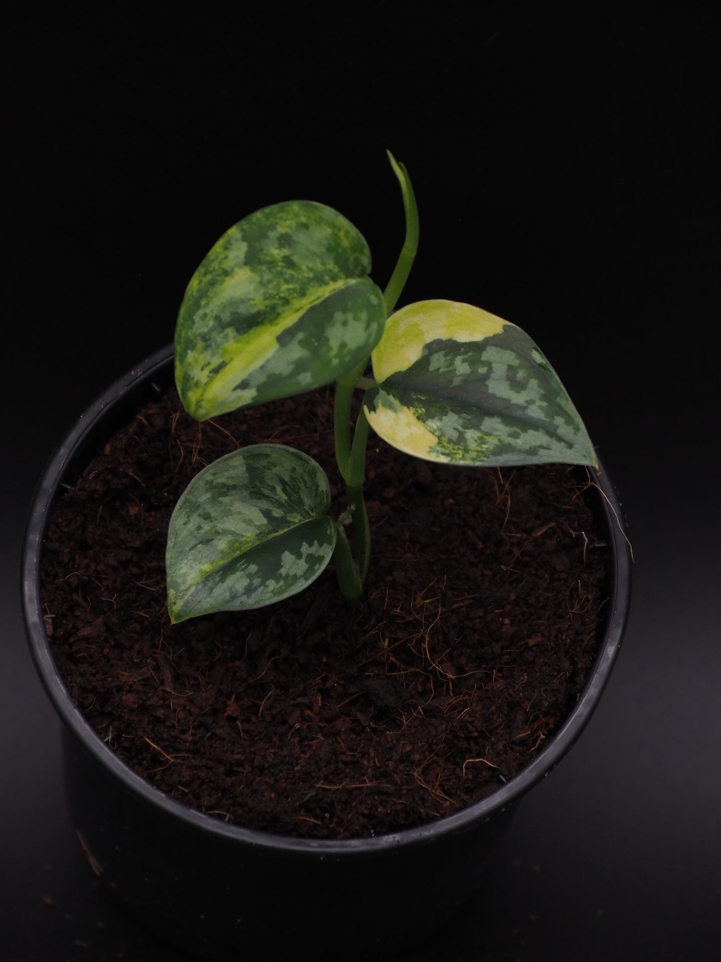 Scindapsus Apolaki Variegata