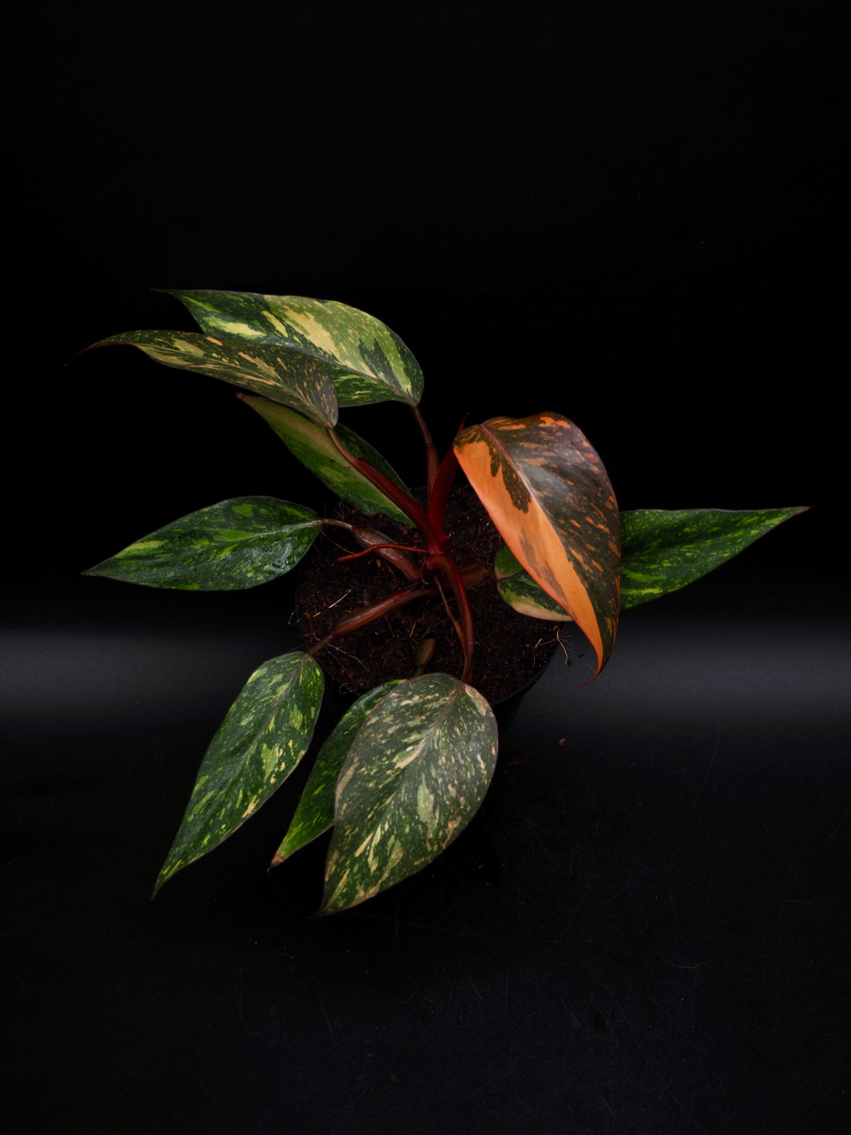 Philodendron Orange Princess Galaxy
