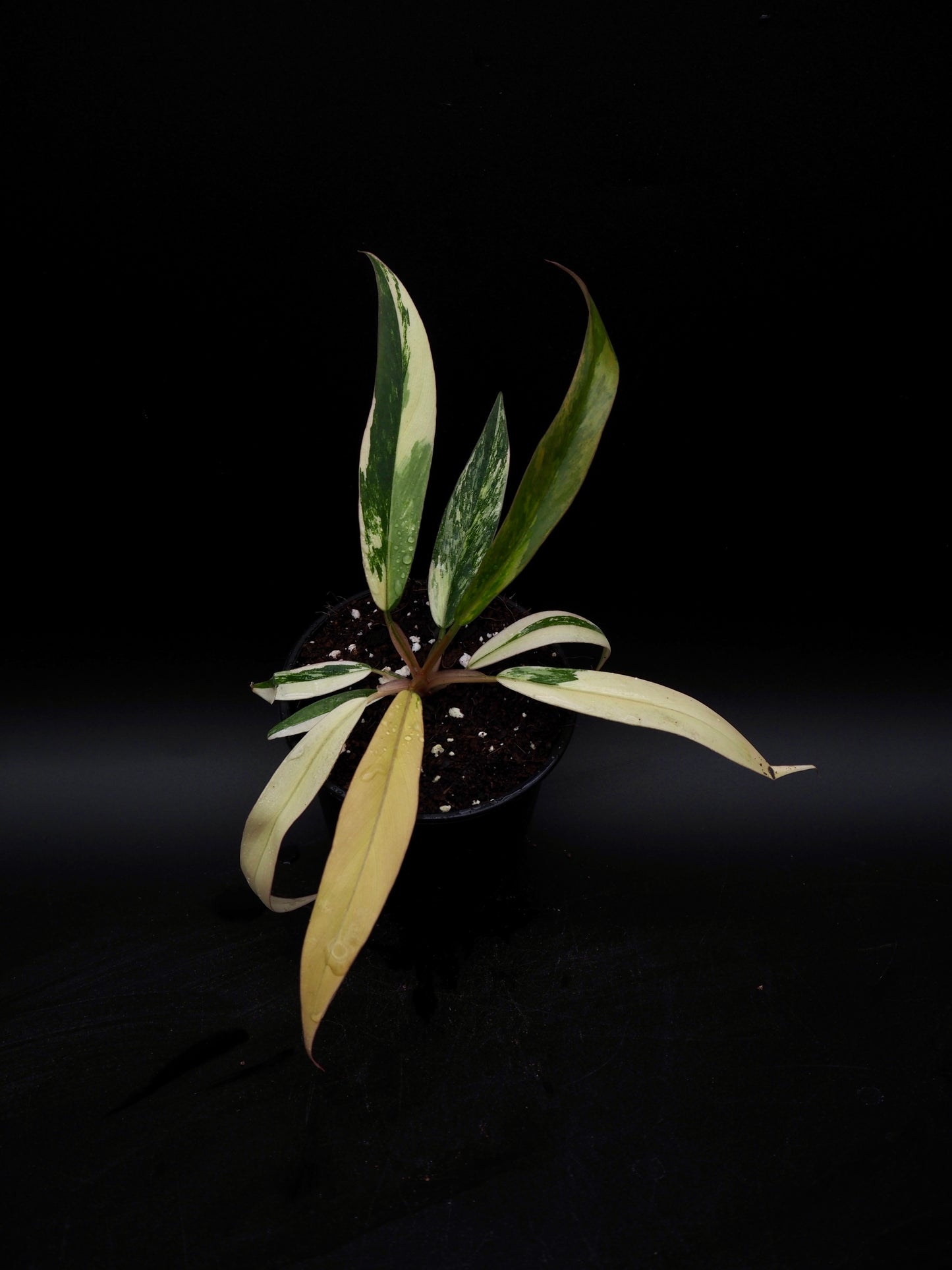 Philodendron Caramel Marble