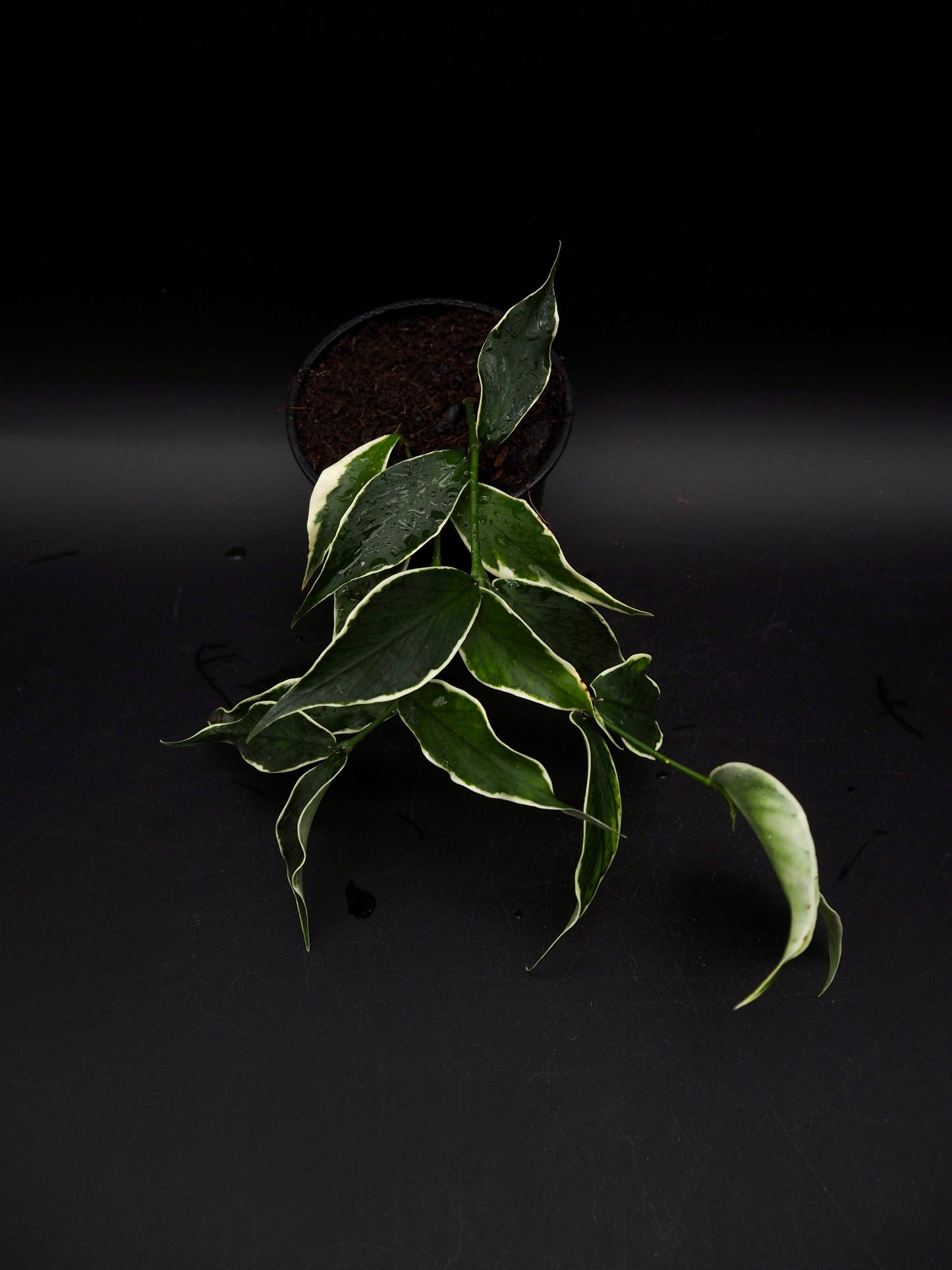 Hoya Polyneura Variegata