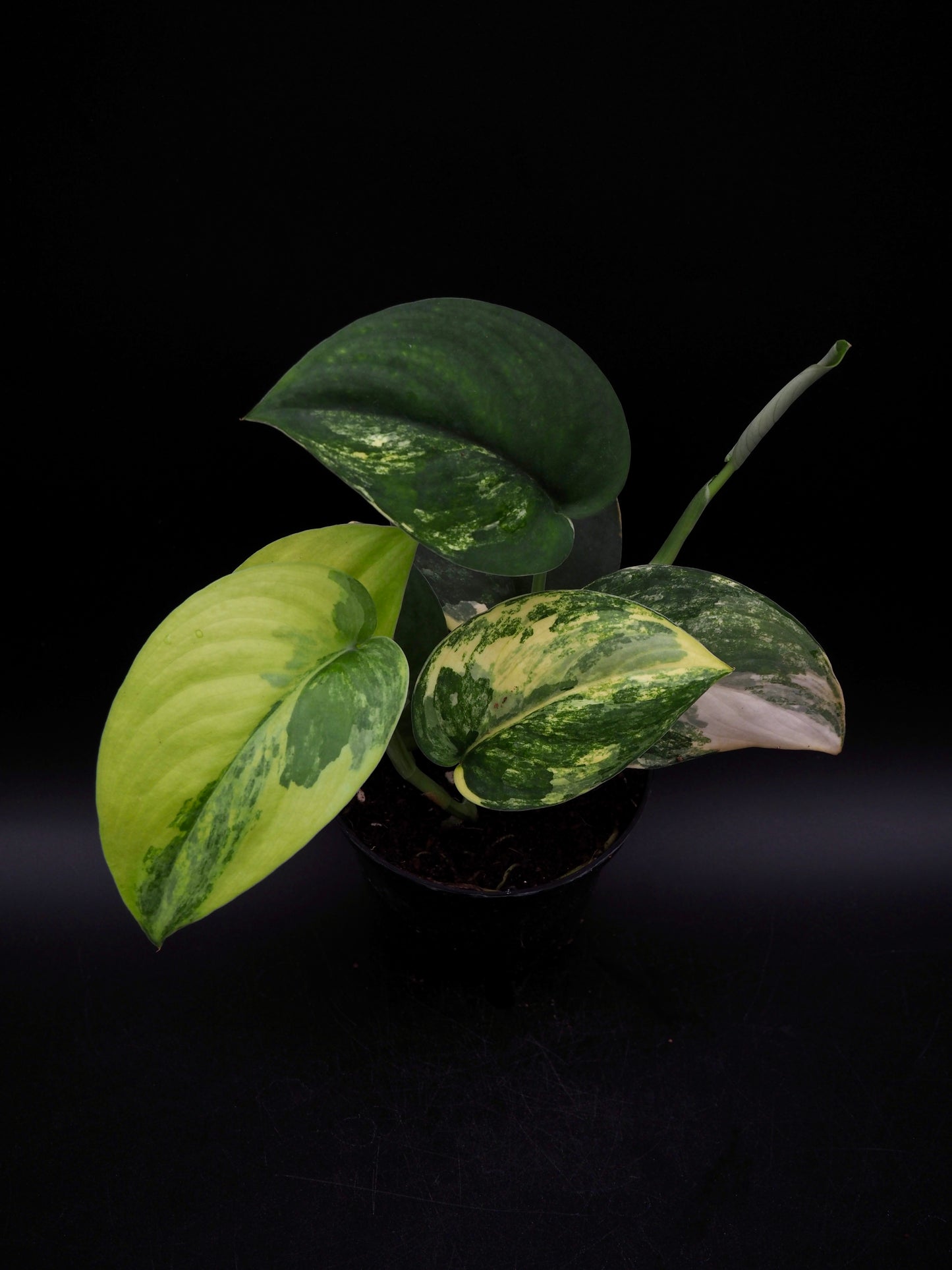 Scindapsus Jade Satiné Variegata