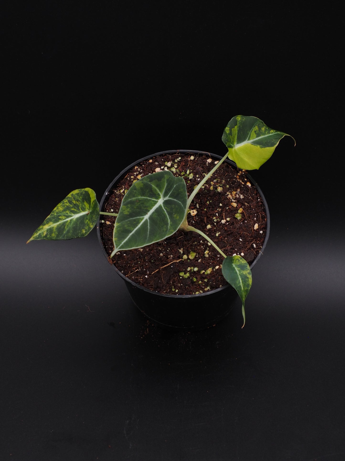 Alocasia Velours Noir Aurea