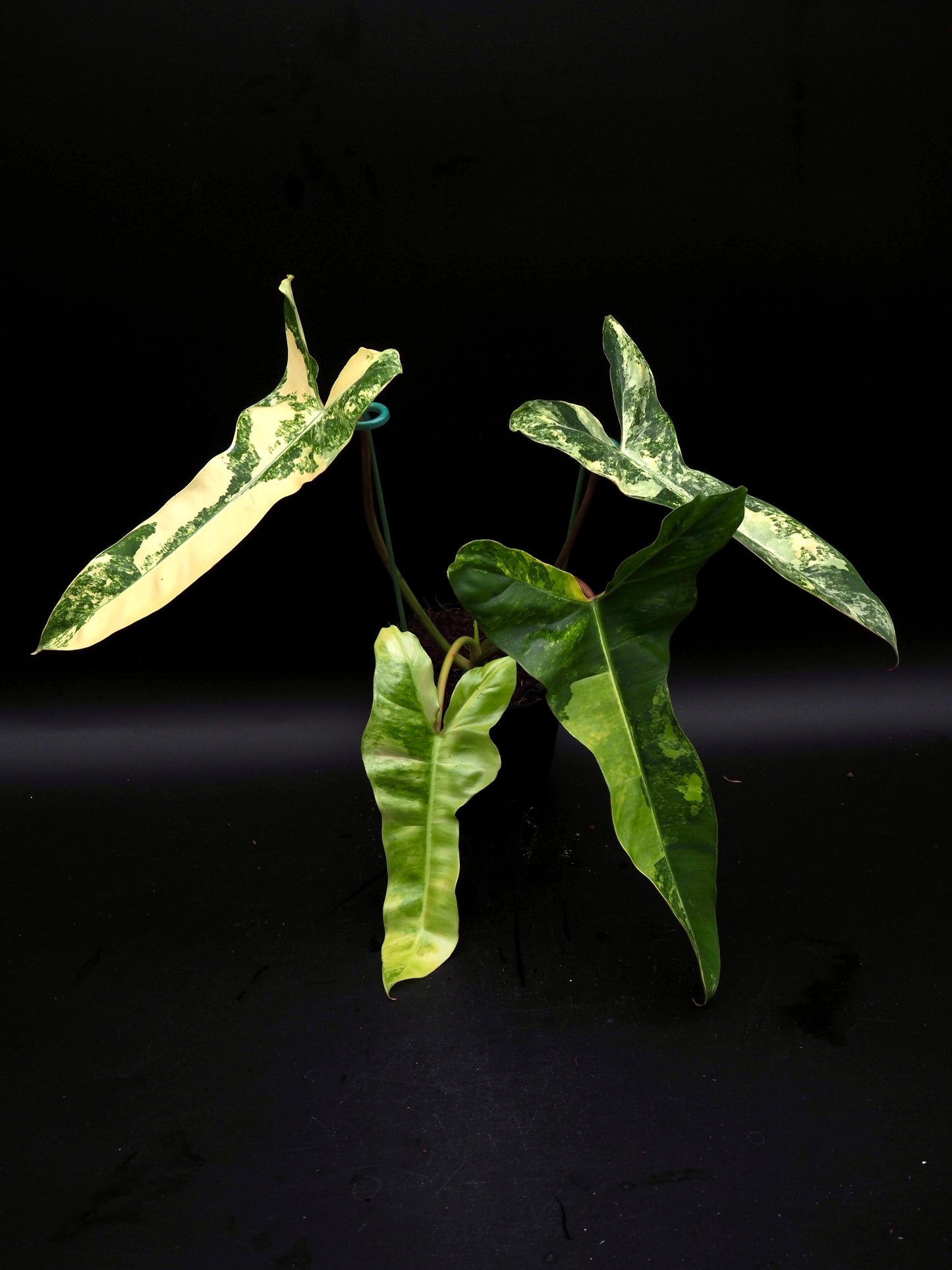 Philodendron Florida Beauty x Billitiea (Jennifer)