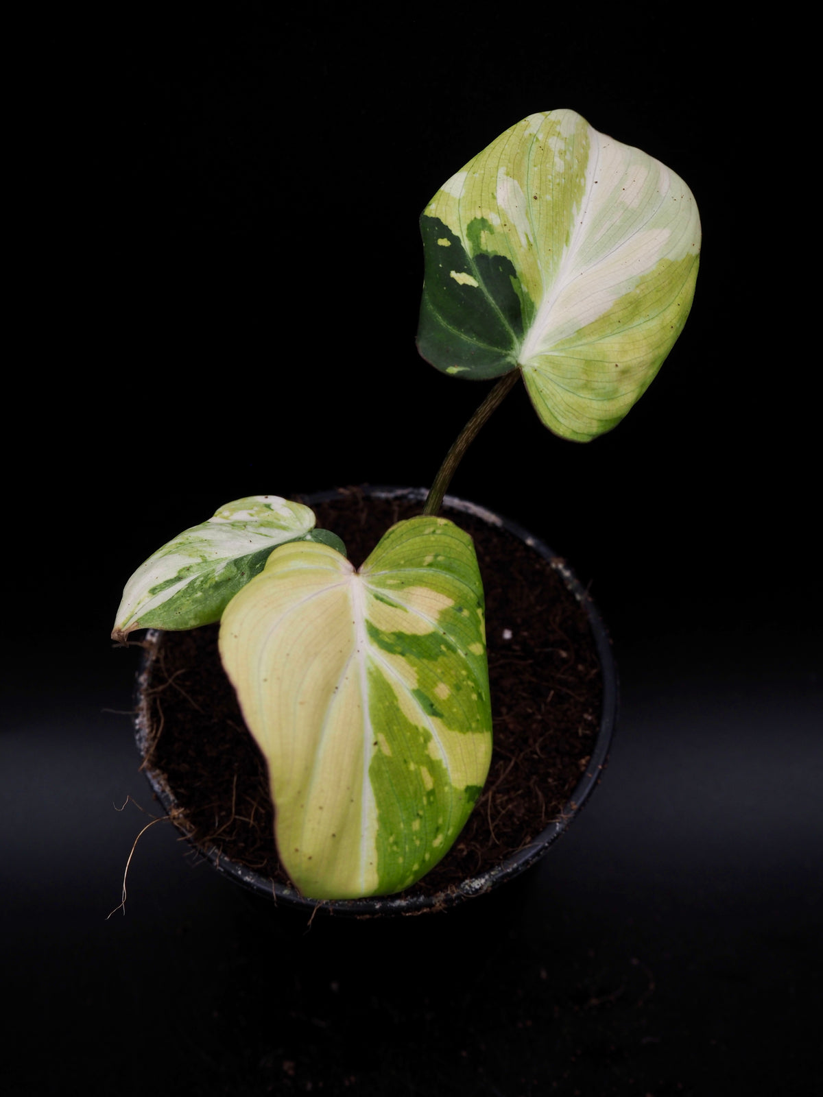 Philodendron Gloriosum Tricolor