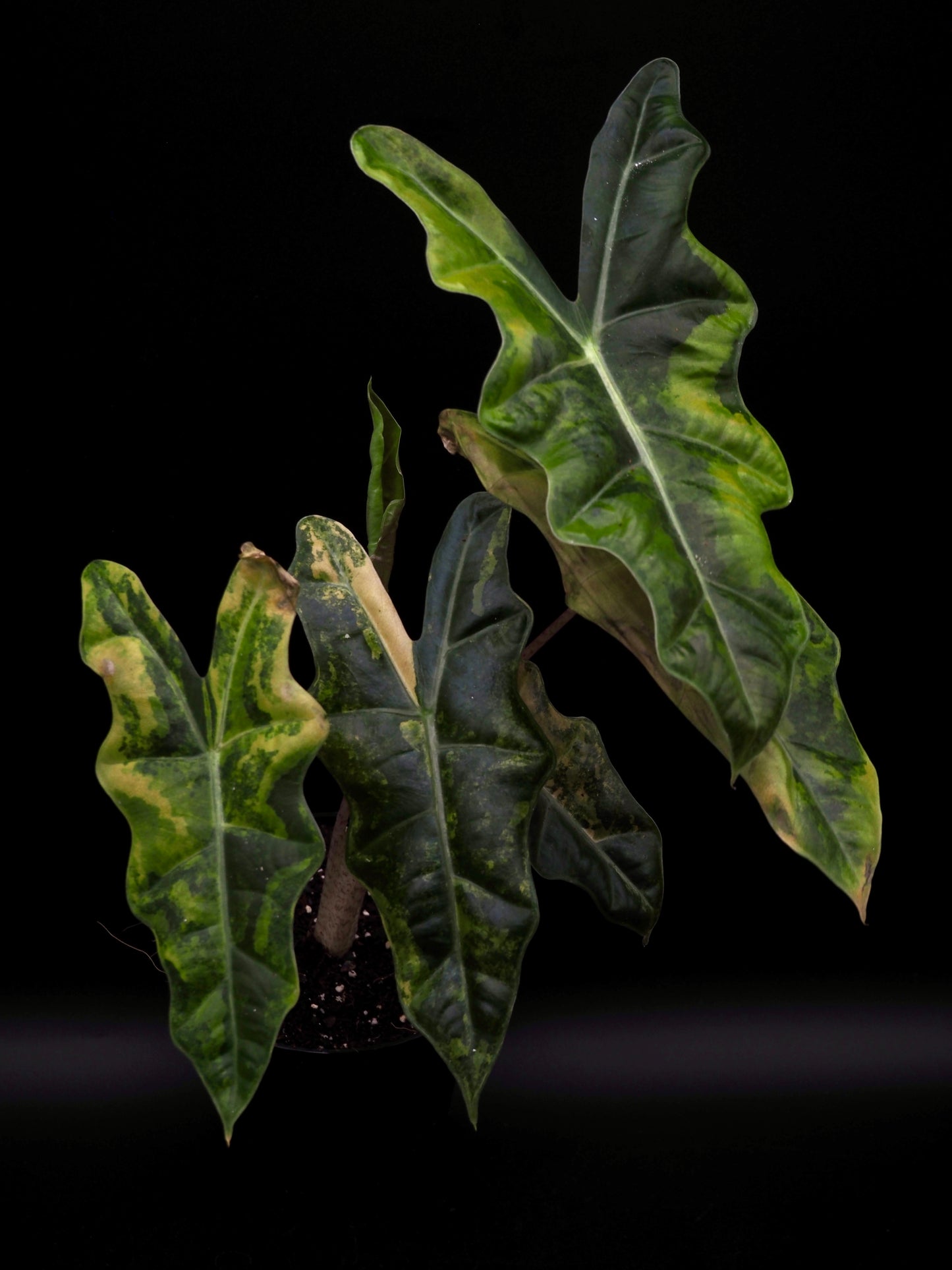 Alocasia Pseudo Sanderian Aurea Variegata