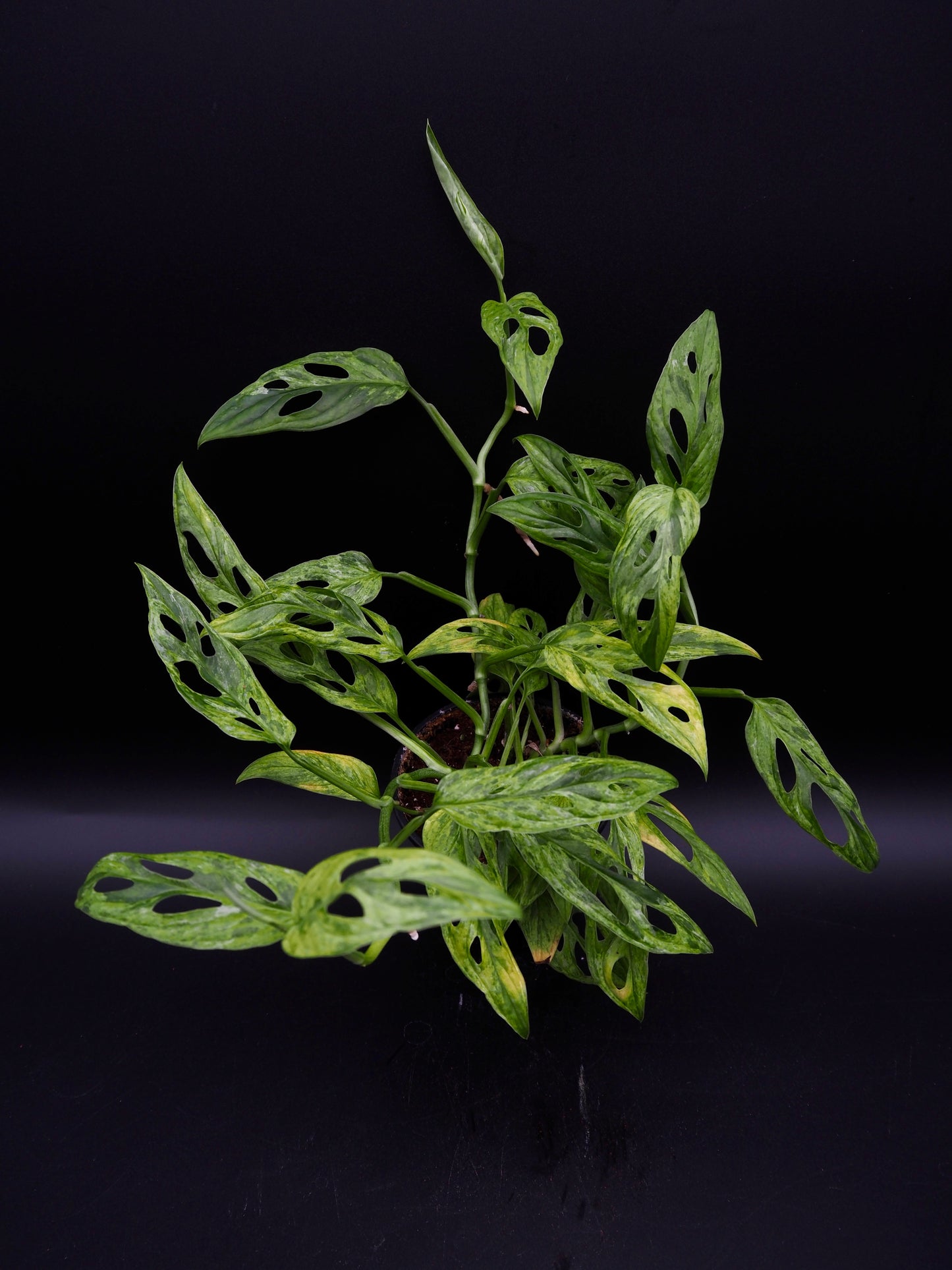 Monstera Adansonii Marbre indonésien