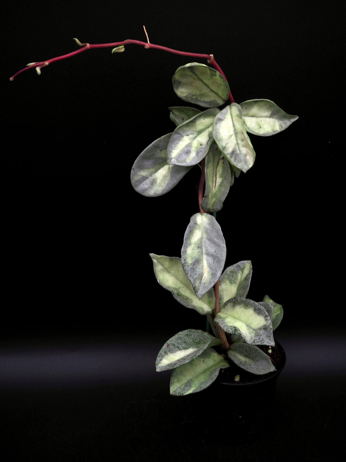 Hoya Argentea Princess
