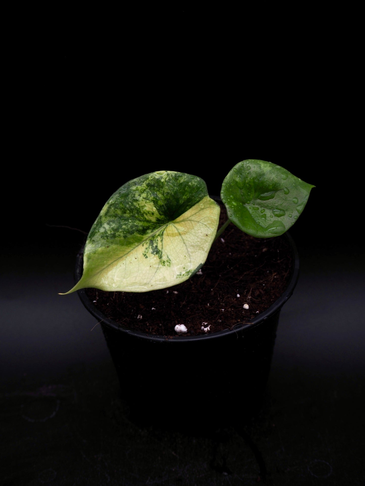 Alocasia Sinuata Aurea