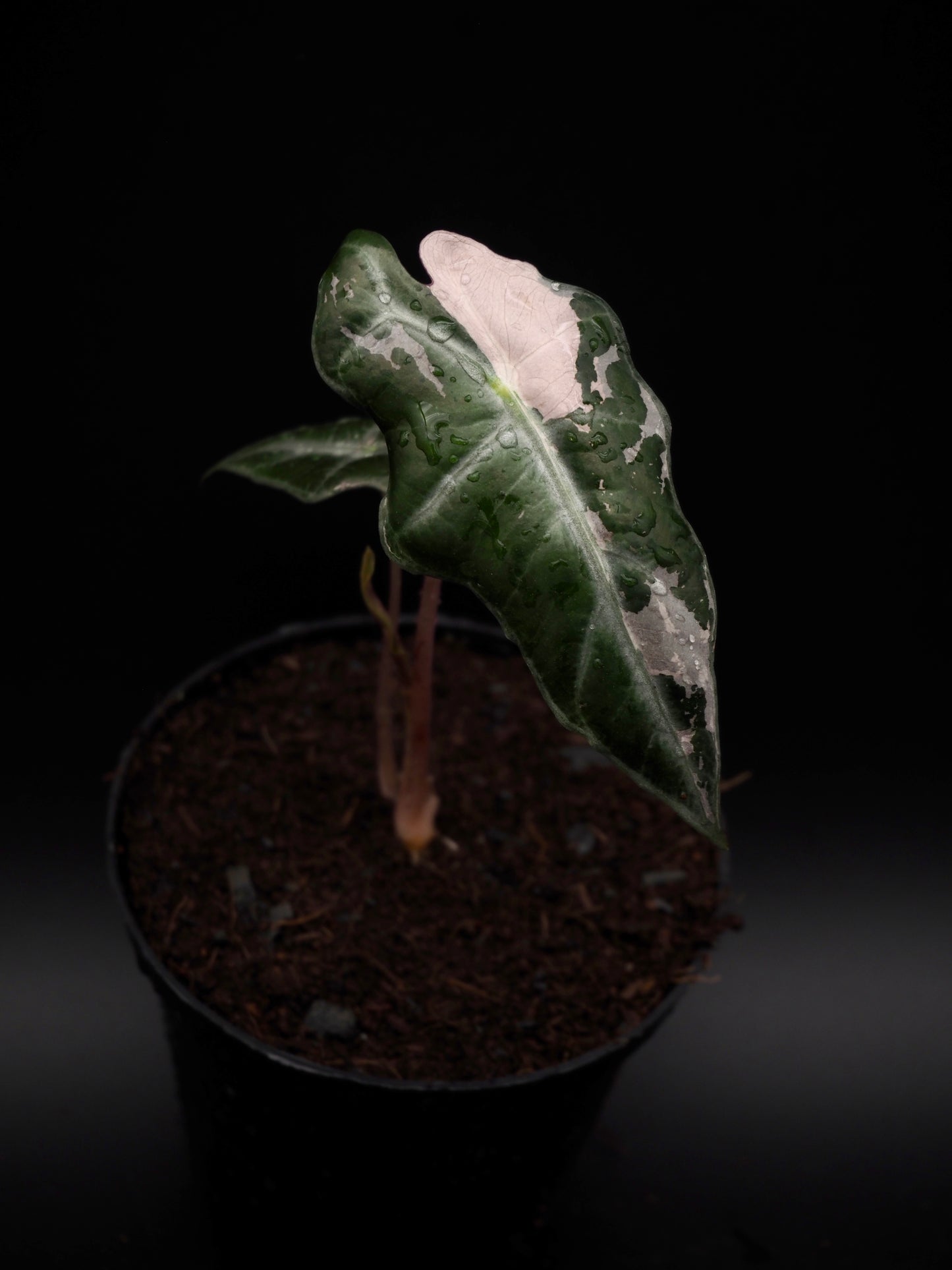 Alocasia Nobilis Pink