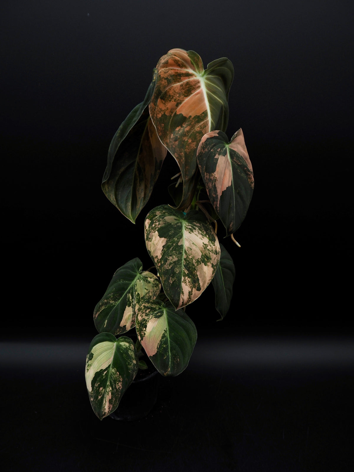 Philodendron Melanochrysum Bonfire