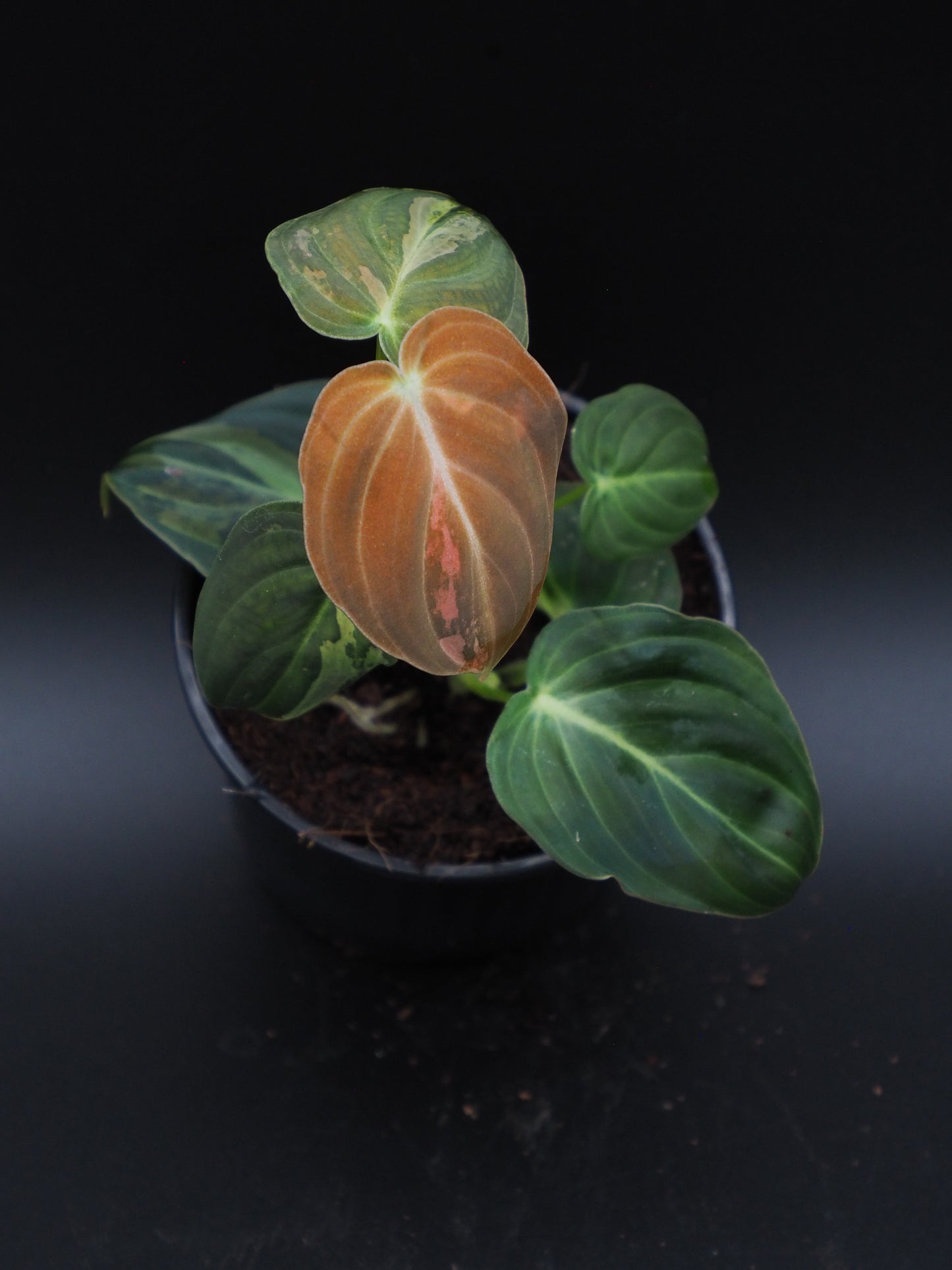 Philodendron Melanochrysum Variegata