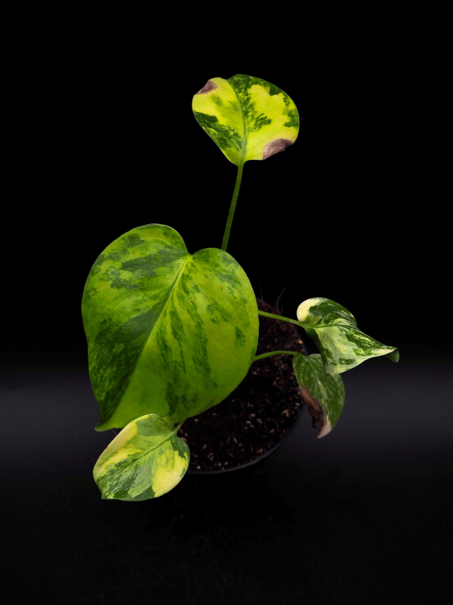 Monstera Yellow Marylin