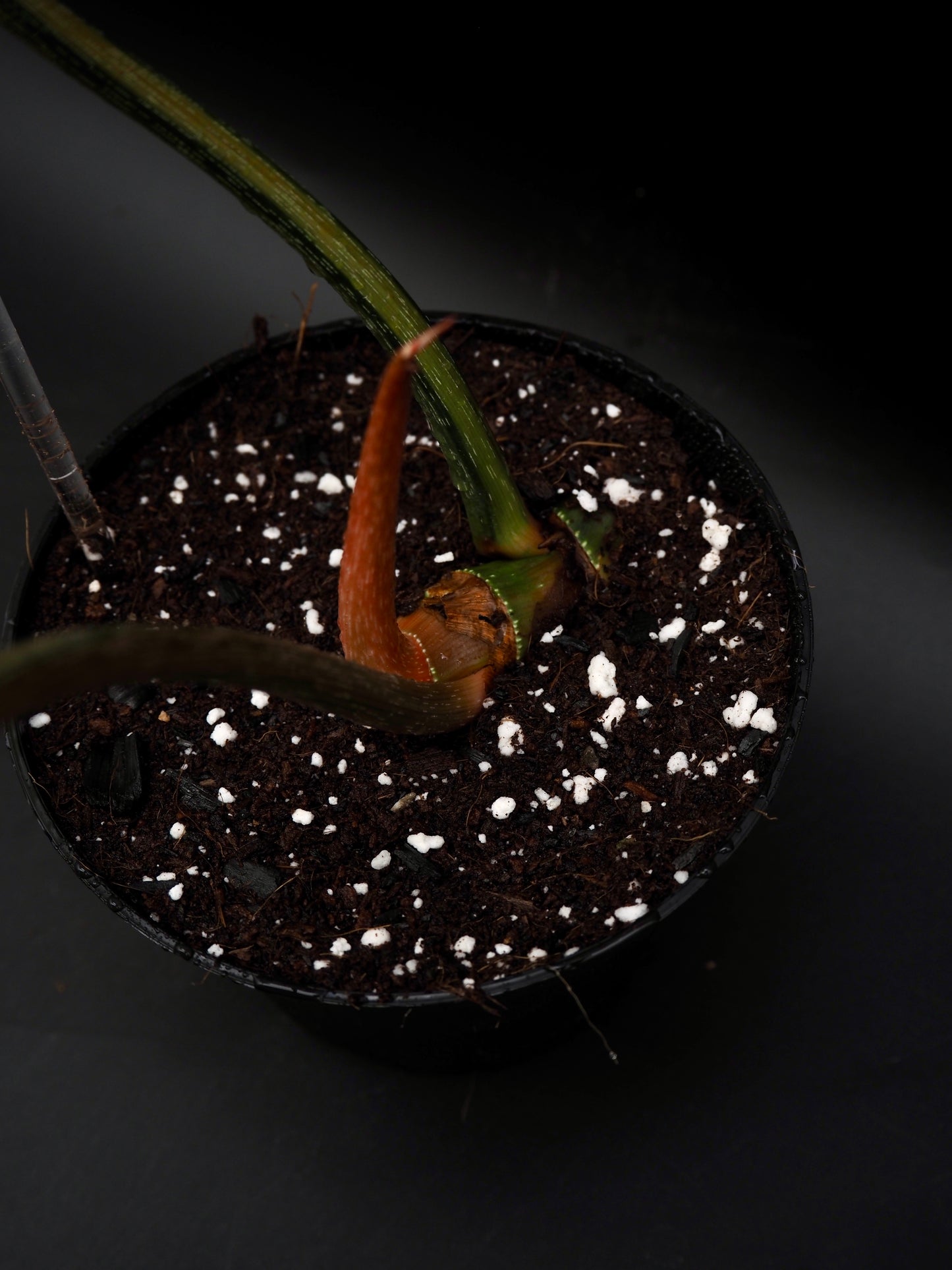 Philodendron Gloriosum Aurea