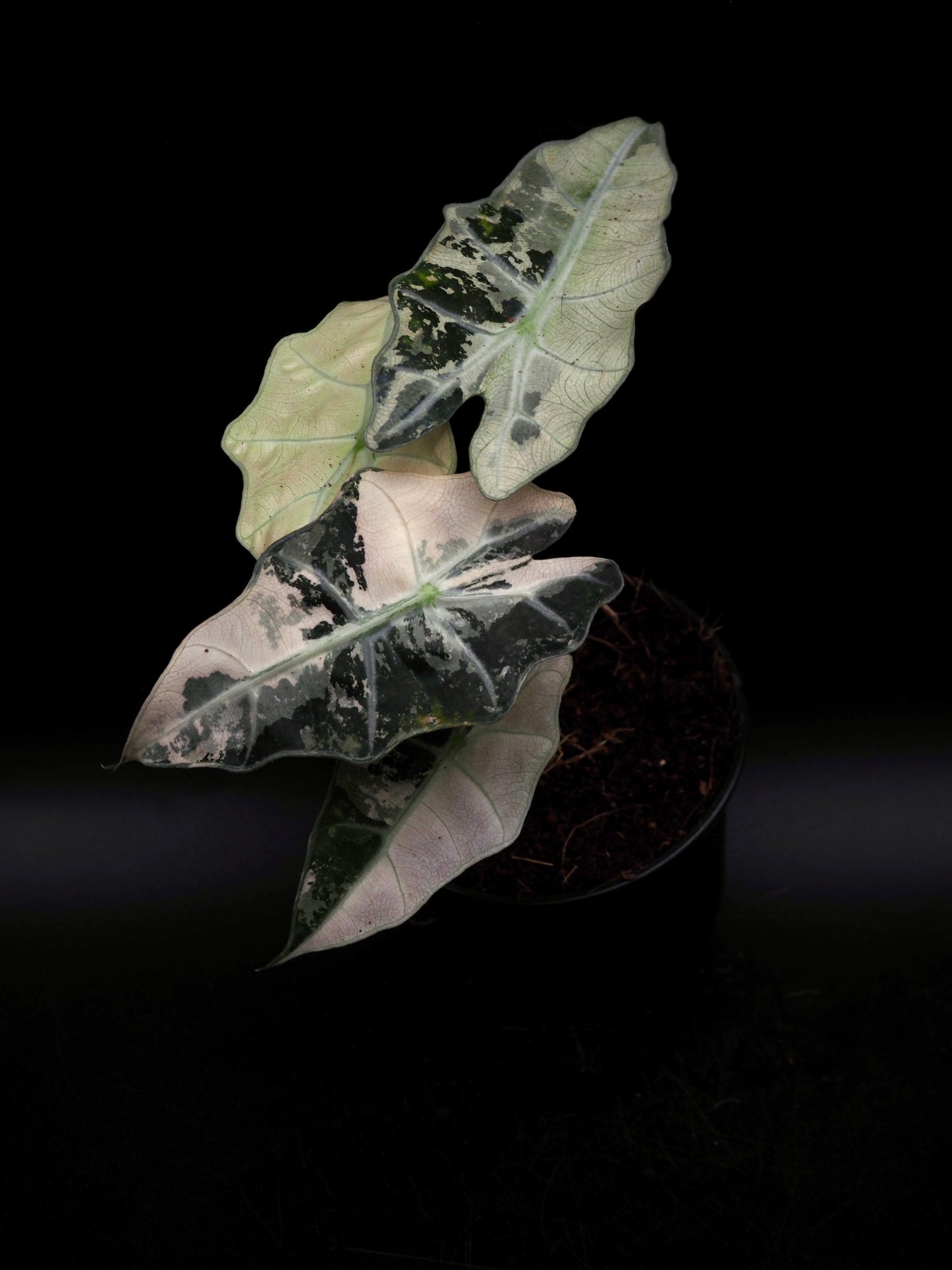 Alocasia Polly Pink Variegata
