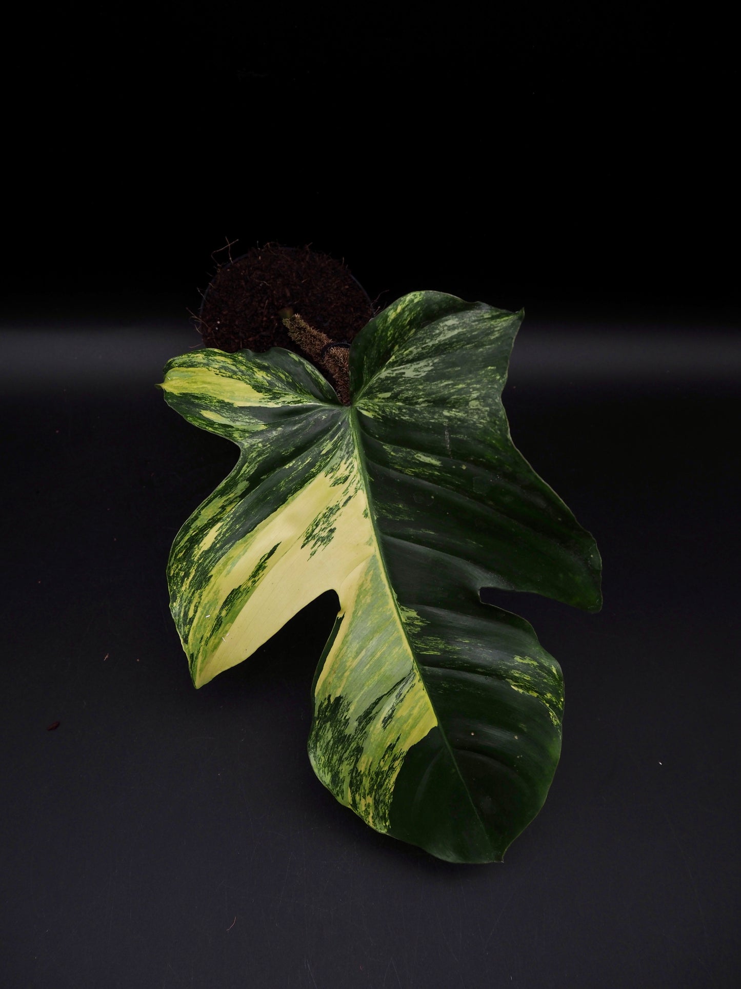 Philodendron Squamiferum Aurea Variegata