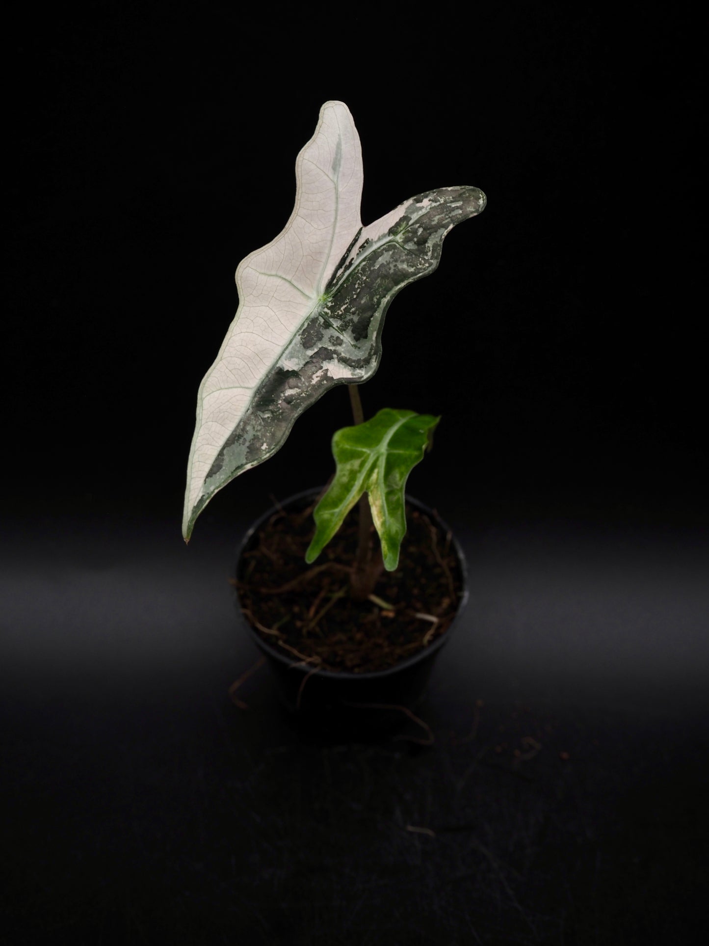 Alocasia Nobilis Pink