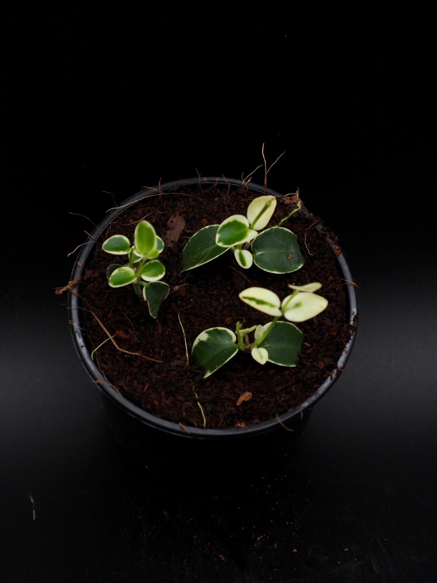 Hoya Cummingiana Variegata