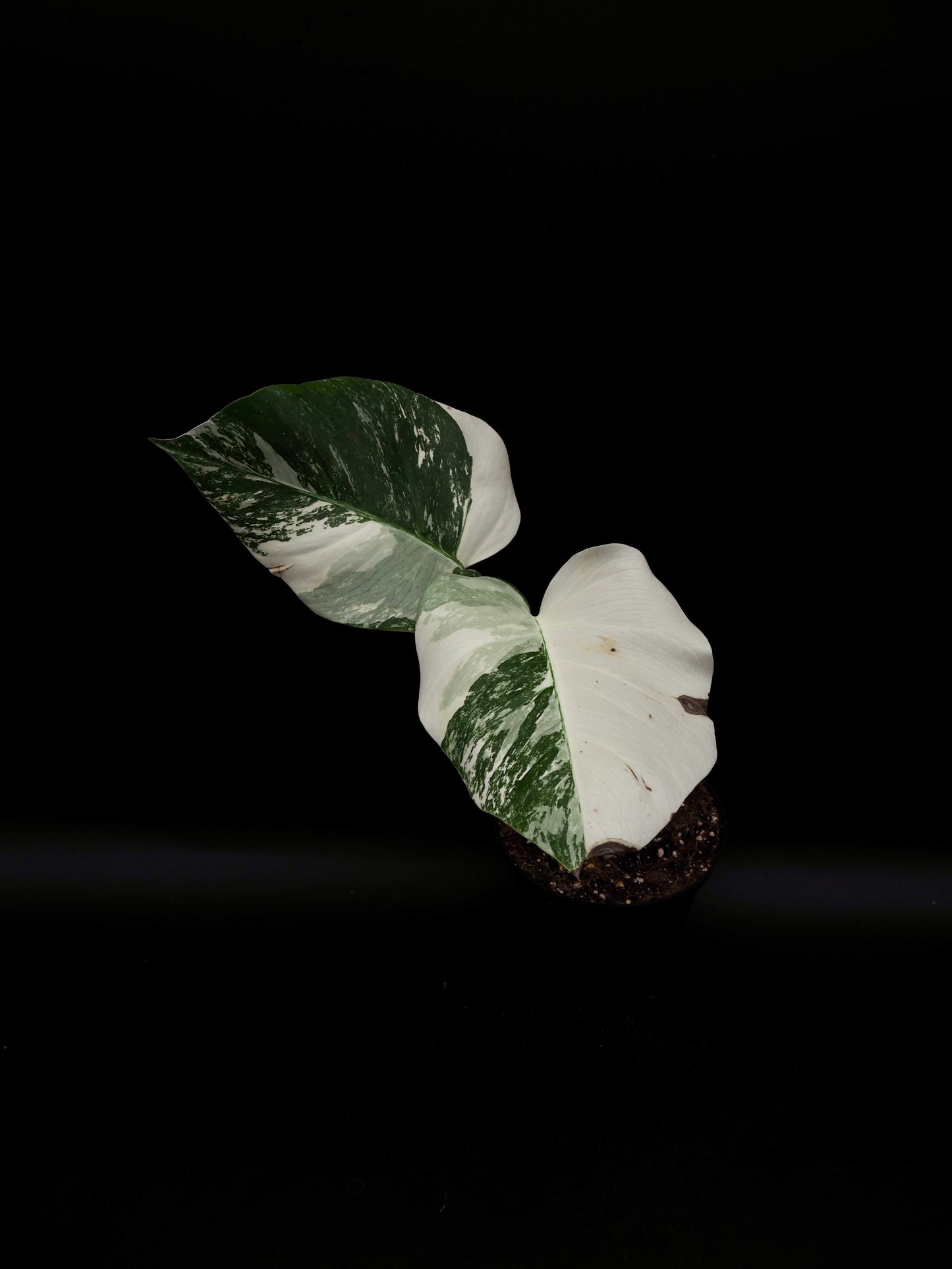 Monstera Borsigiana Albo Variegata