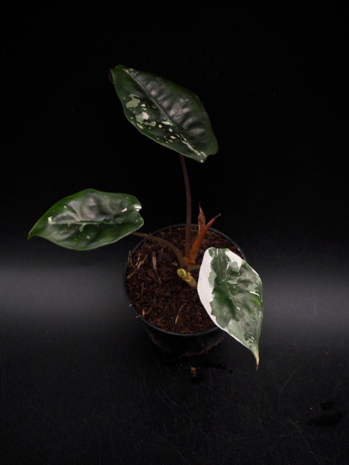 Alocasia Chantrieri Pink Variegata
