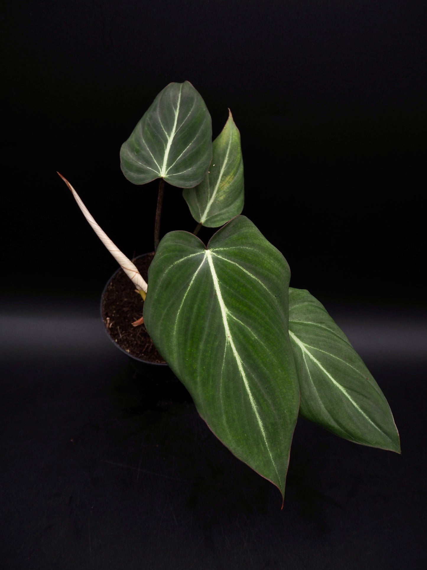 Philodendron Gloriosum