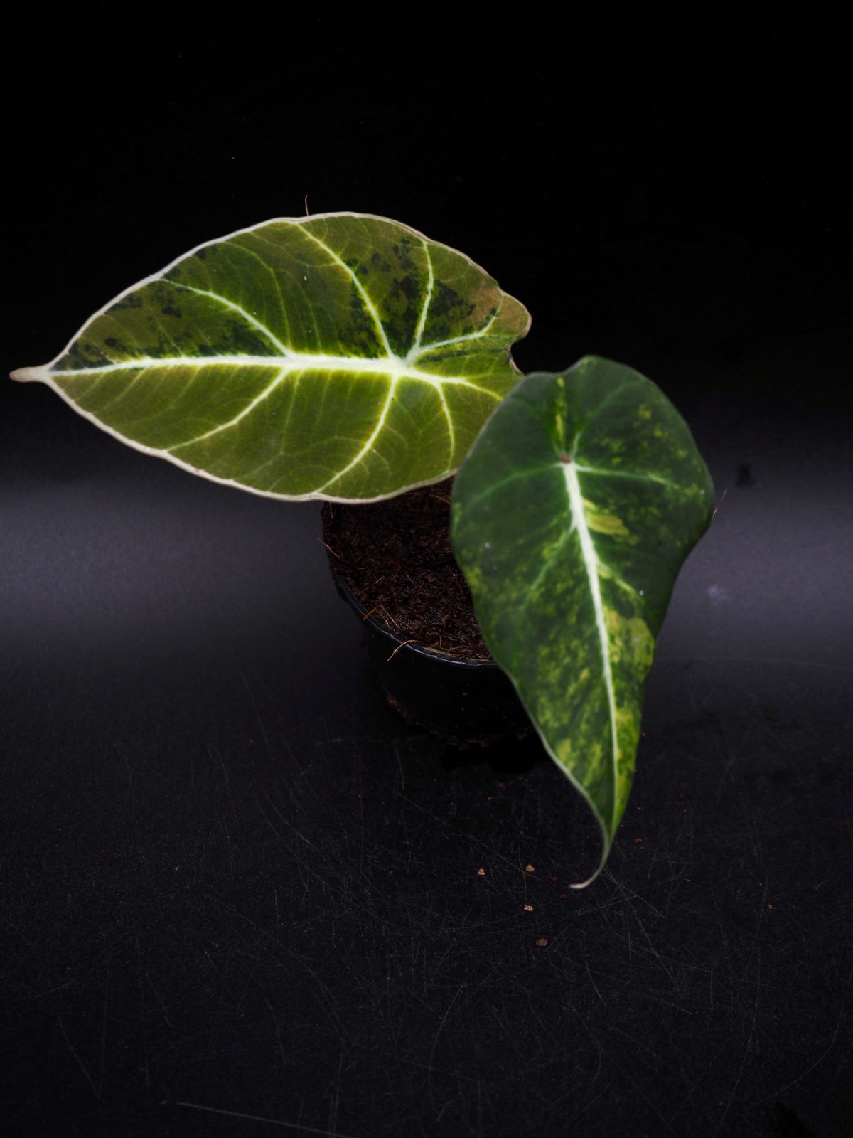 Alocasia Black Velvet Gold