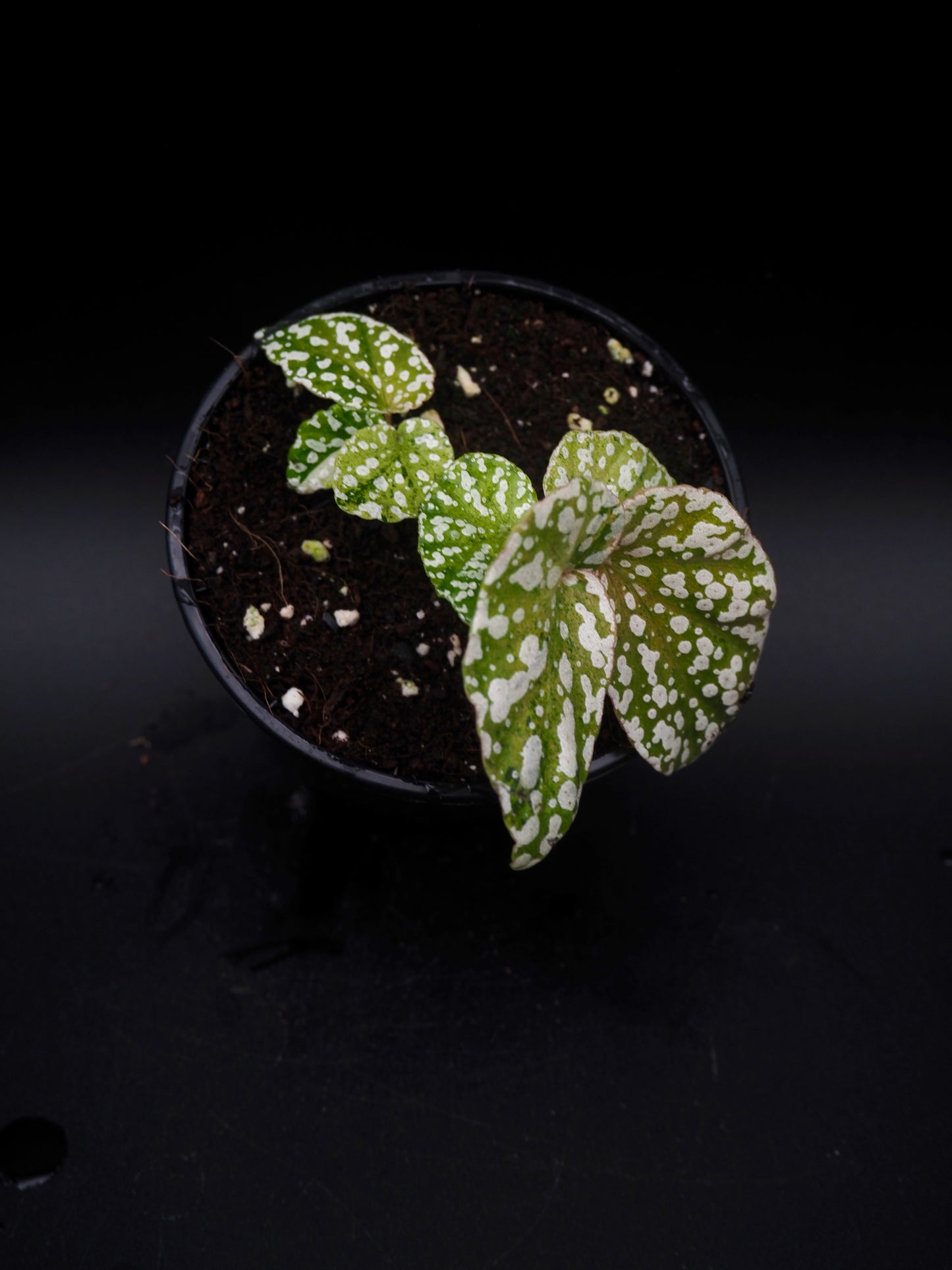 Bégonia variegata aux sommets enneigés