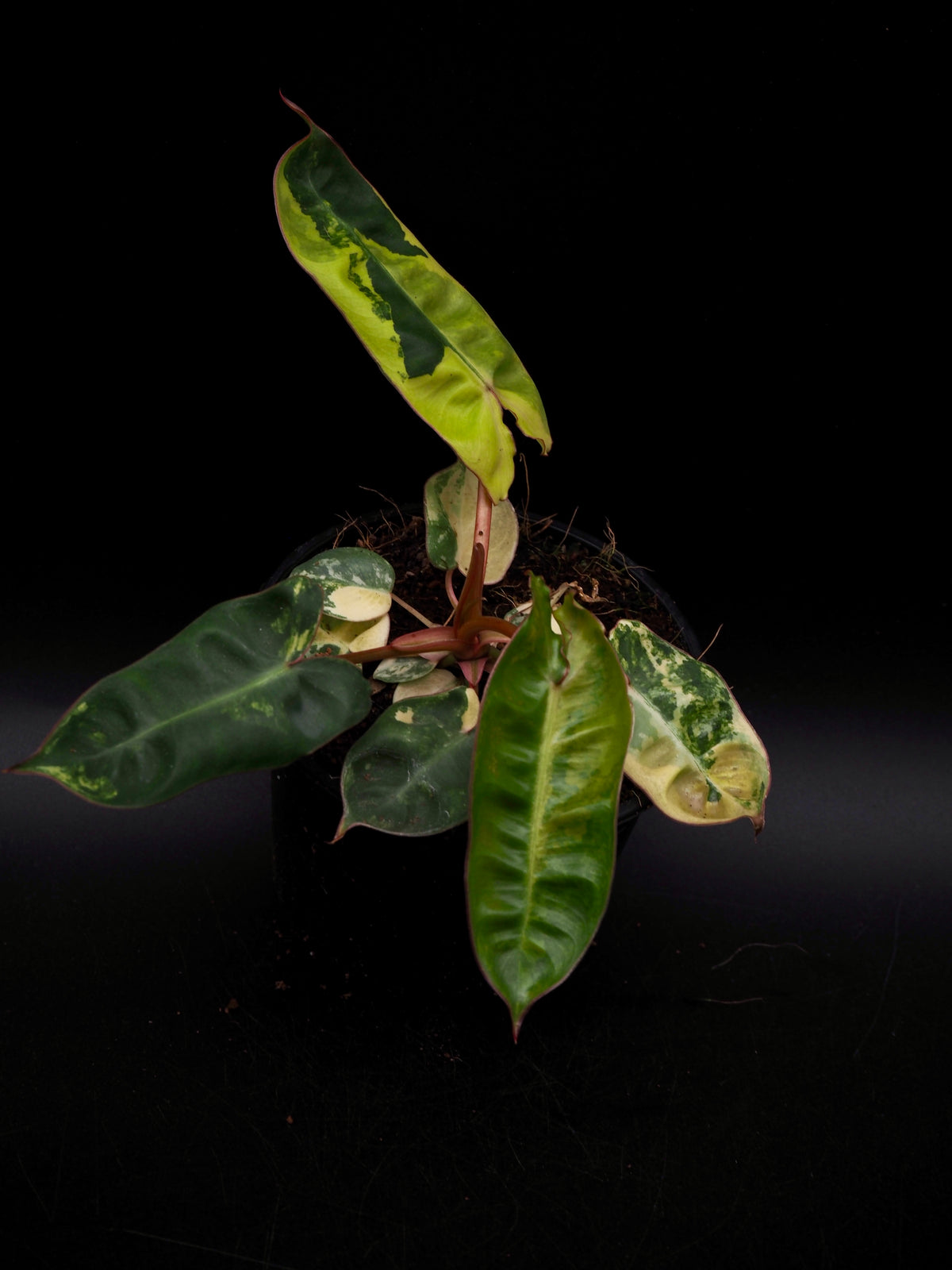 Philodendron Billietiae Variegata