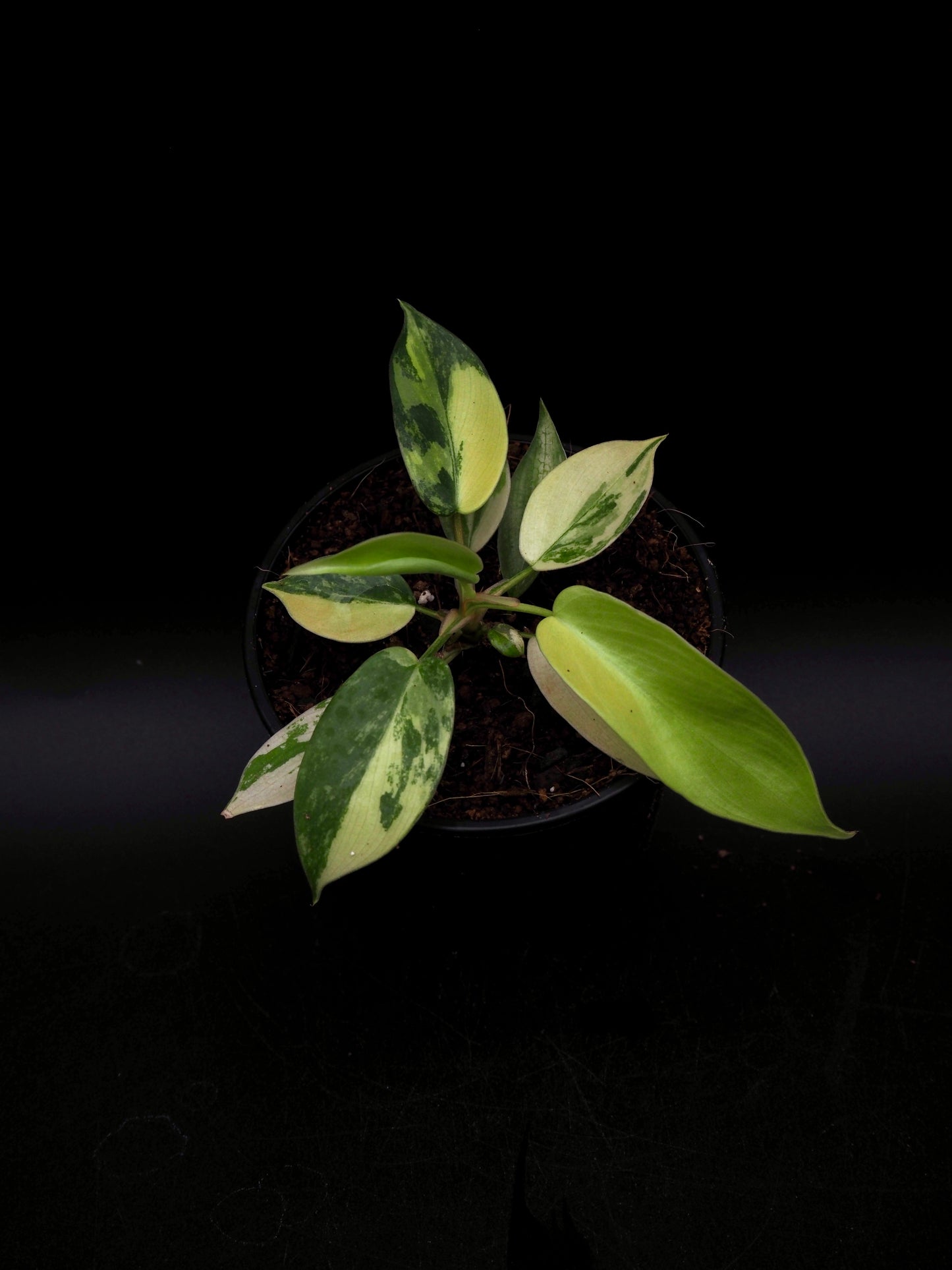 Philodendron Florida Beauty