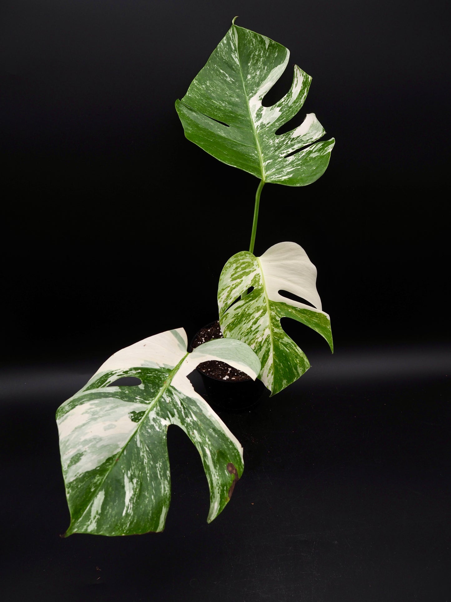 Monstera Borsigiana Albo Variegata