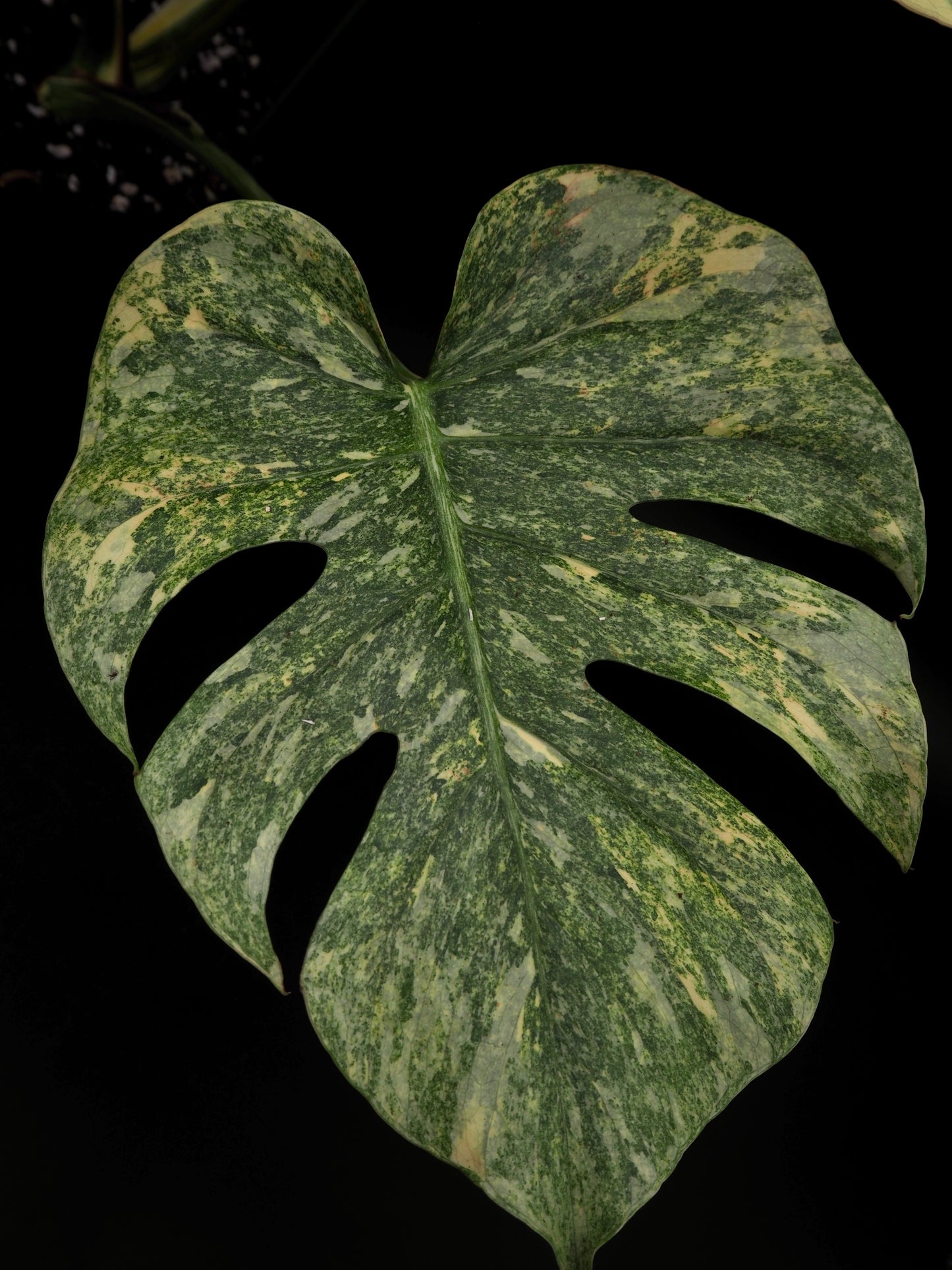 Monstera Thai Constellation Legacy