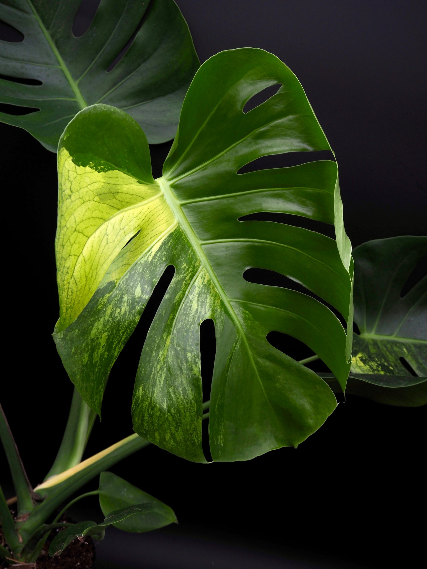 Monstera Lime Mint