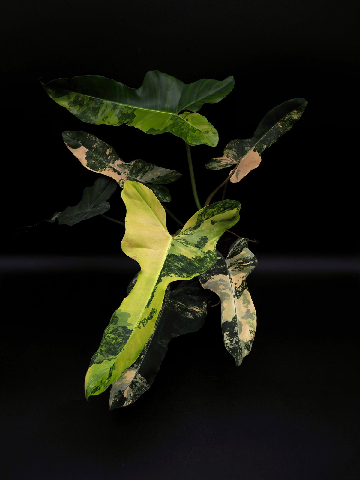 Philodendron Brown Beauty Black Billie X Flobe
