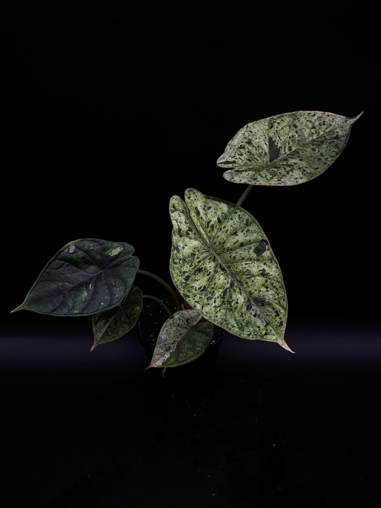 Alocasia Dragon Scale Menthe Variegata