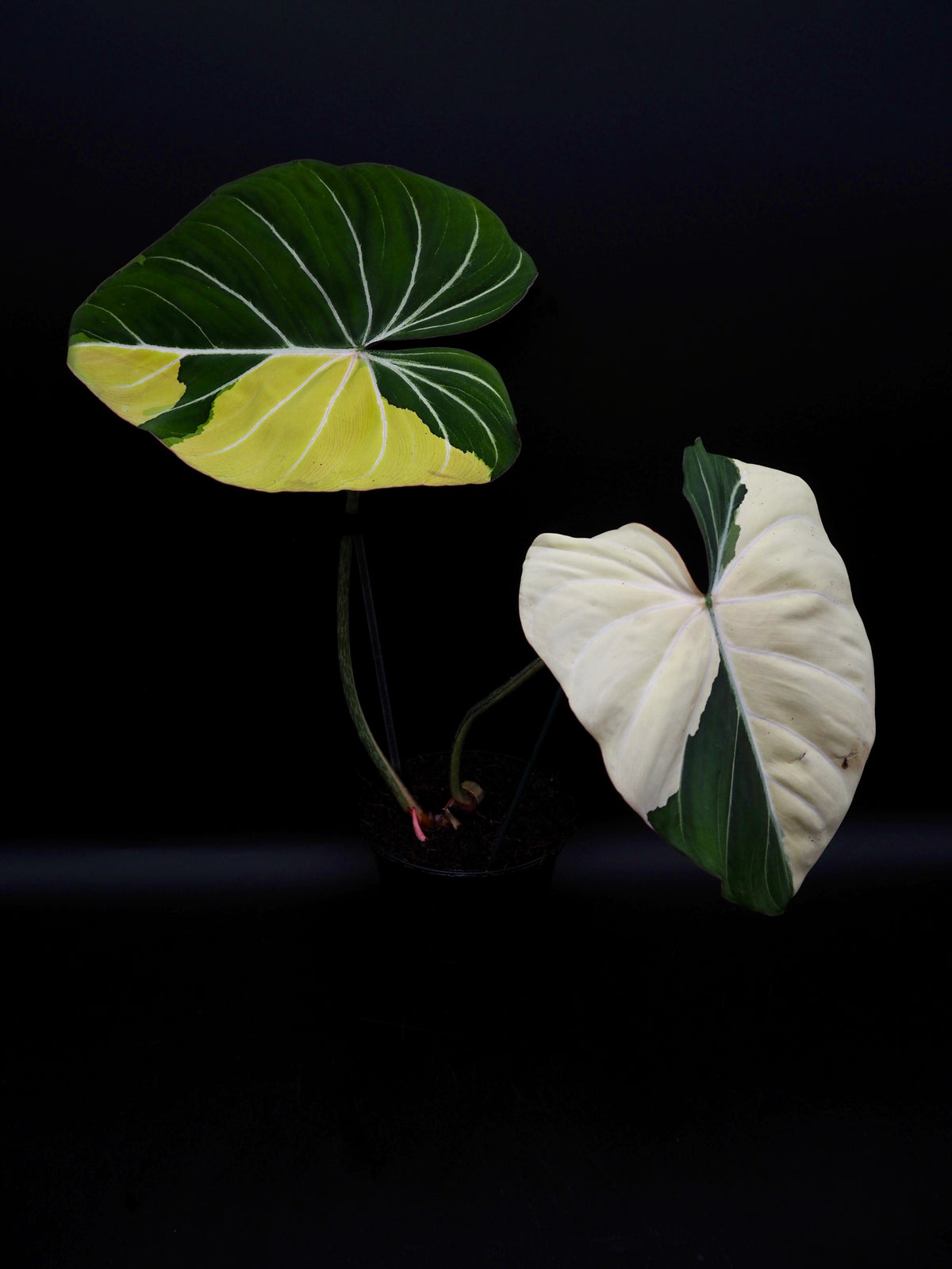 Philodendron Gloriosum Albo Variegata