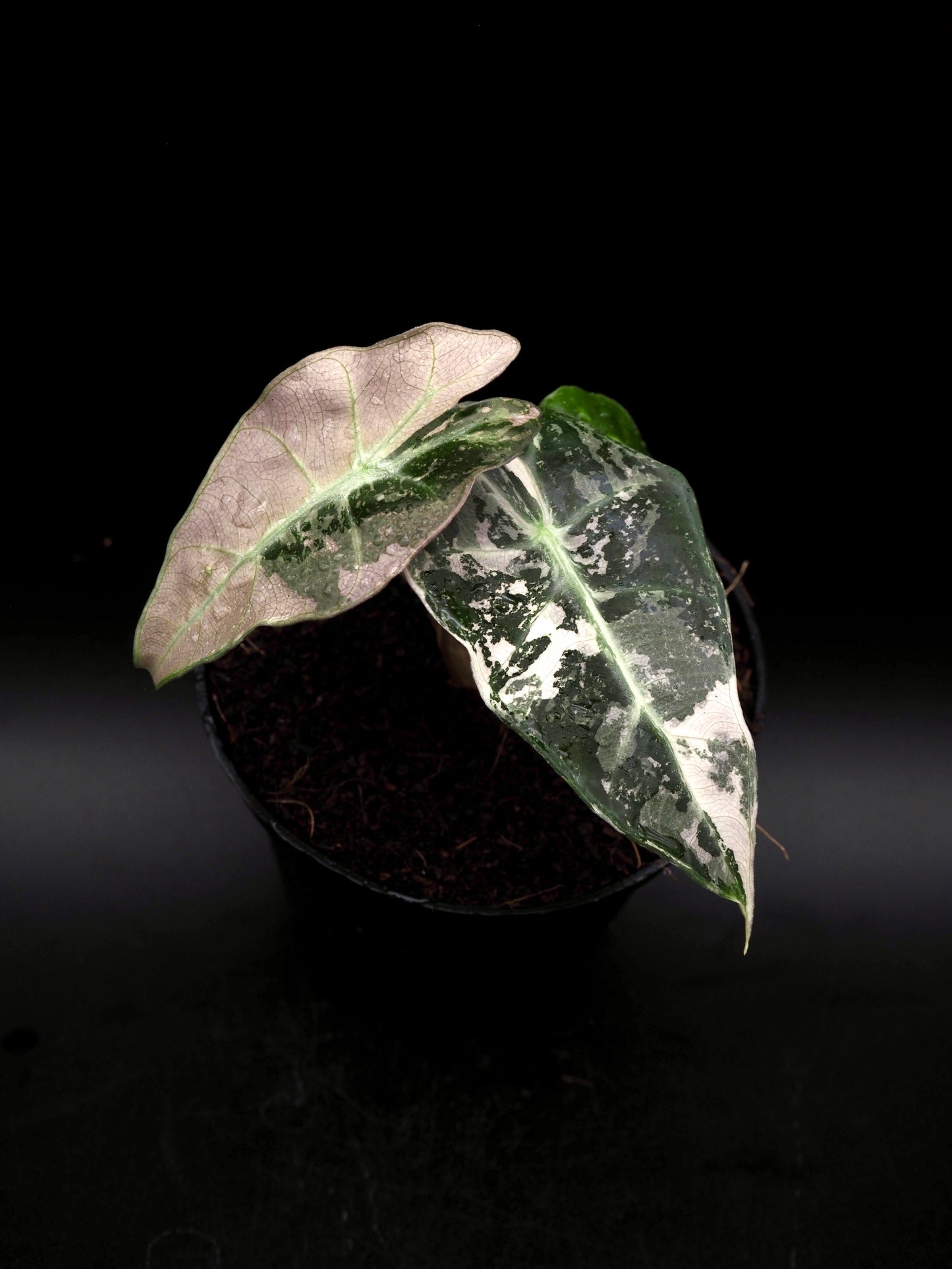 Alocasia Polly Pink Variegata