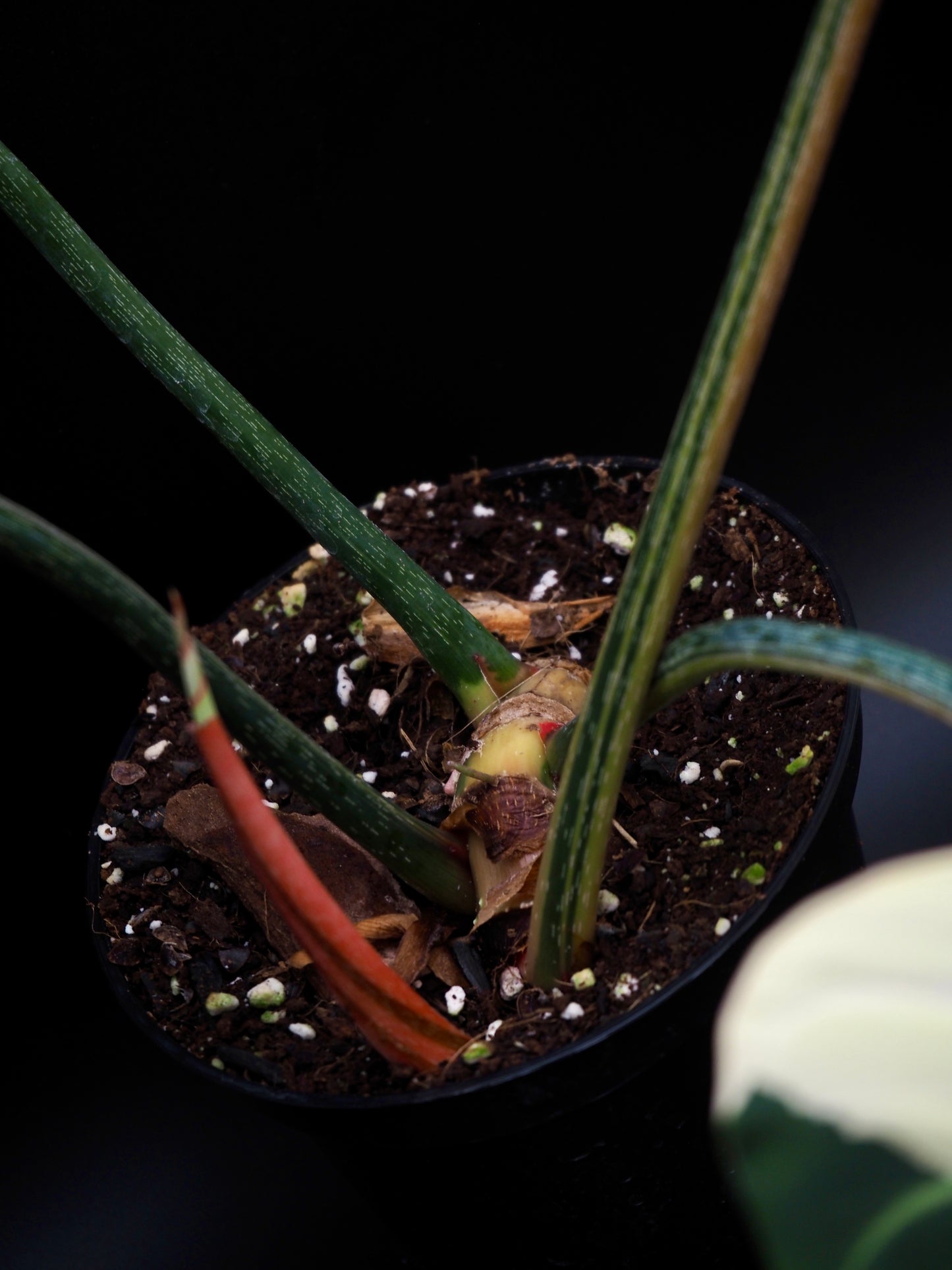 Philodendron Gloriosum Albo Variegata