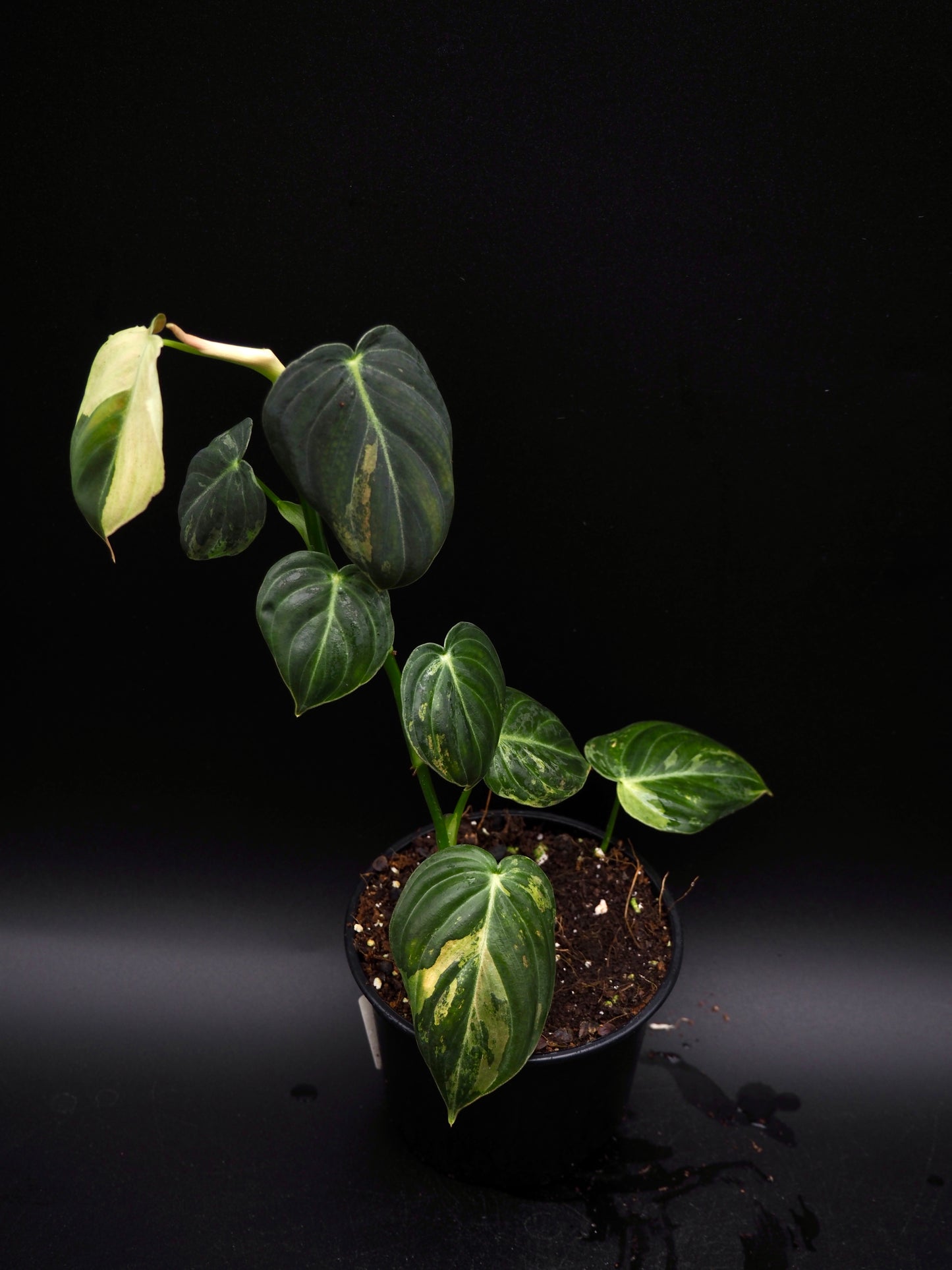 Philodendron Melanochrysum Variegata