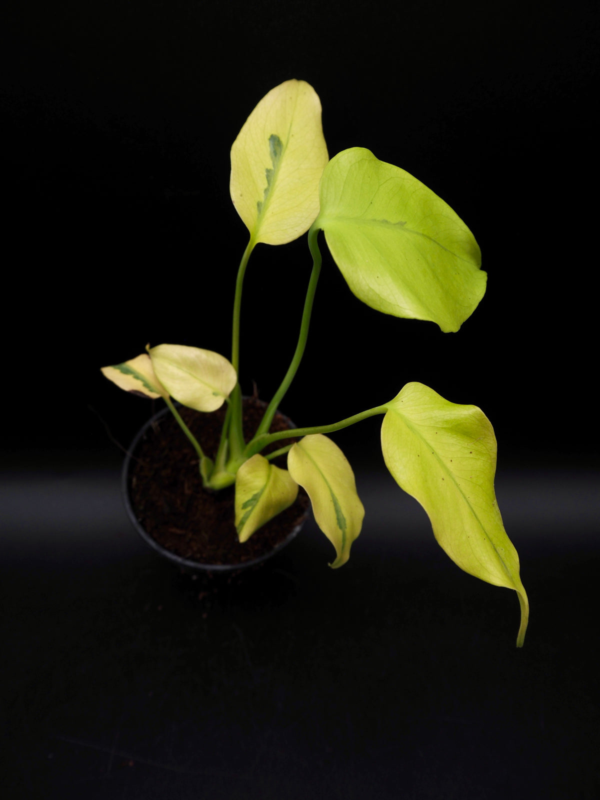 Monstera Deliciosa Mutation Noid